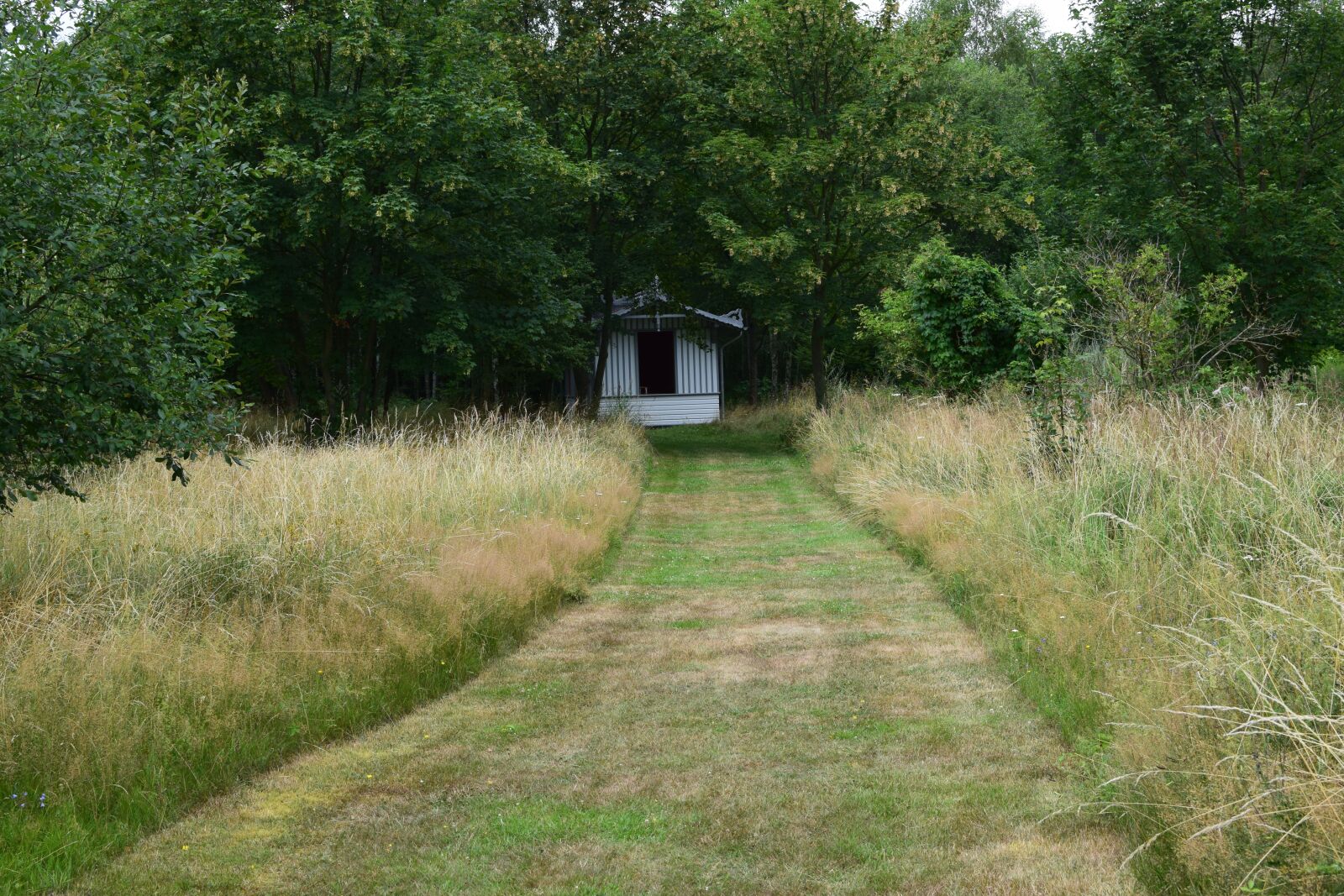 Nikon D5300 sample photo. Park, away, meadow photography