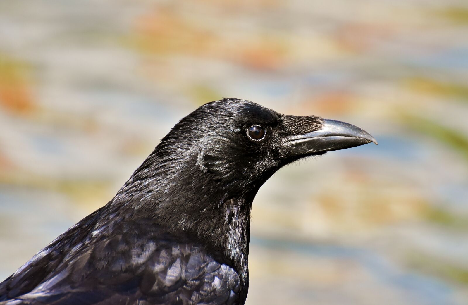 Nikon D7200 sample photo. Crow, raven bird, raven photography
