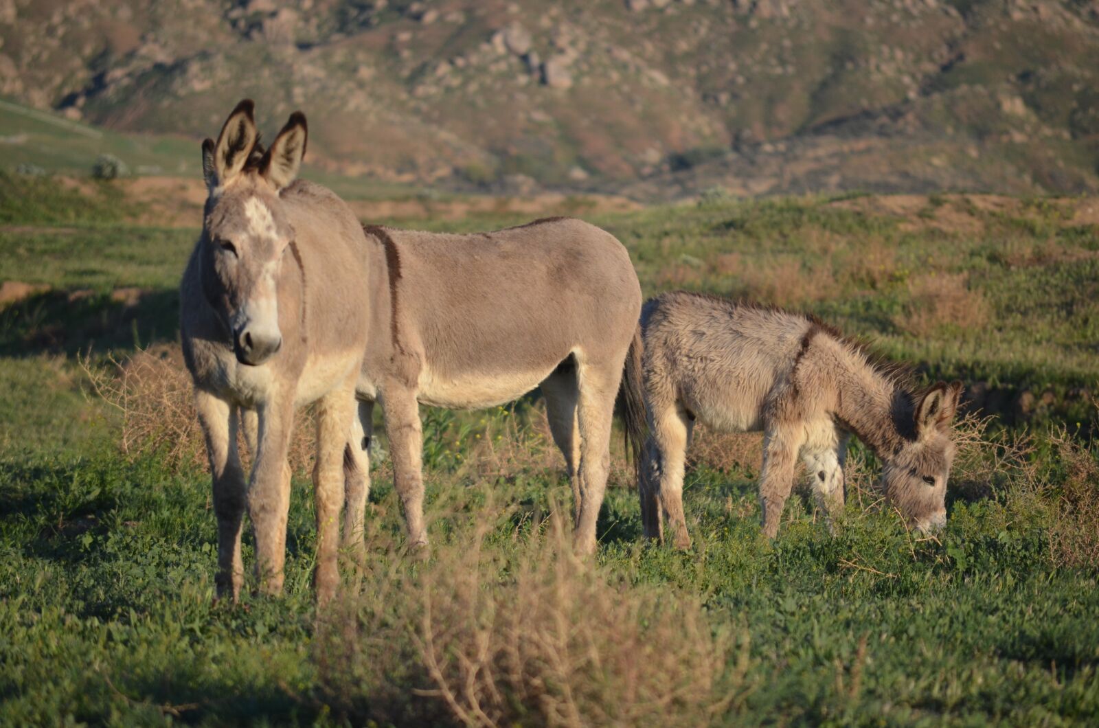 Nikon D5100 sample photo. Wild burro herd, california photography