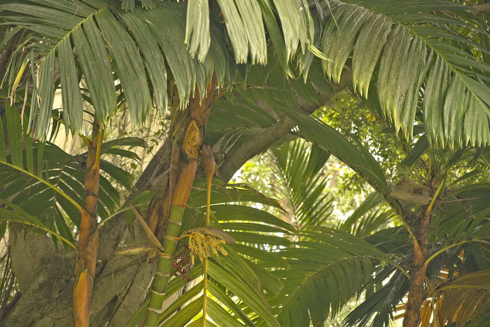 Sony FE 24-105mm F4 G OSS sample photo. Palms, palm tree, frond photography