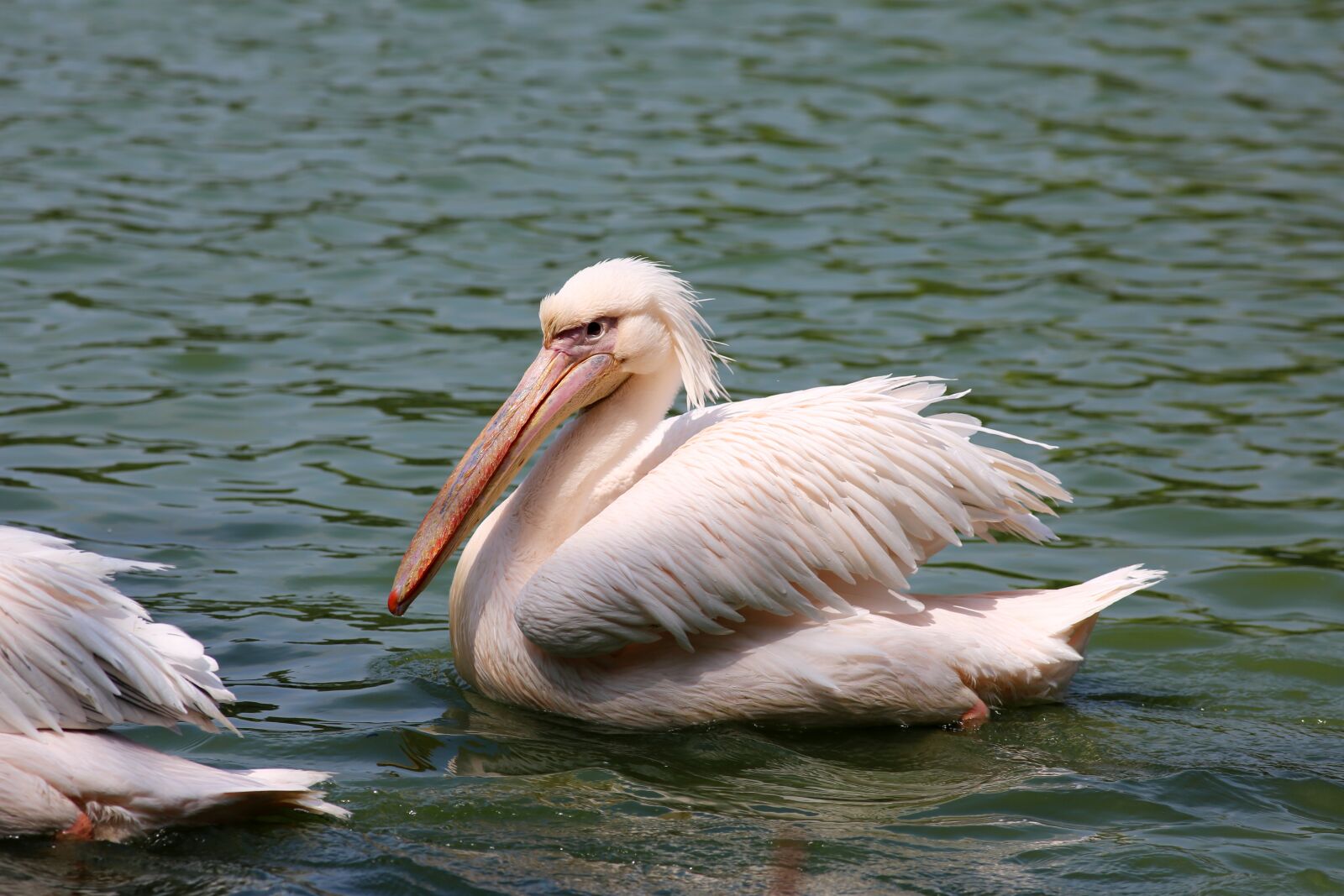 Canon EOS 5D Mark III sample photo. Pelicans swimming in lake photography