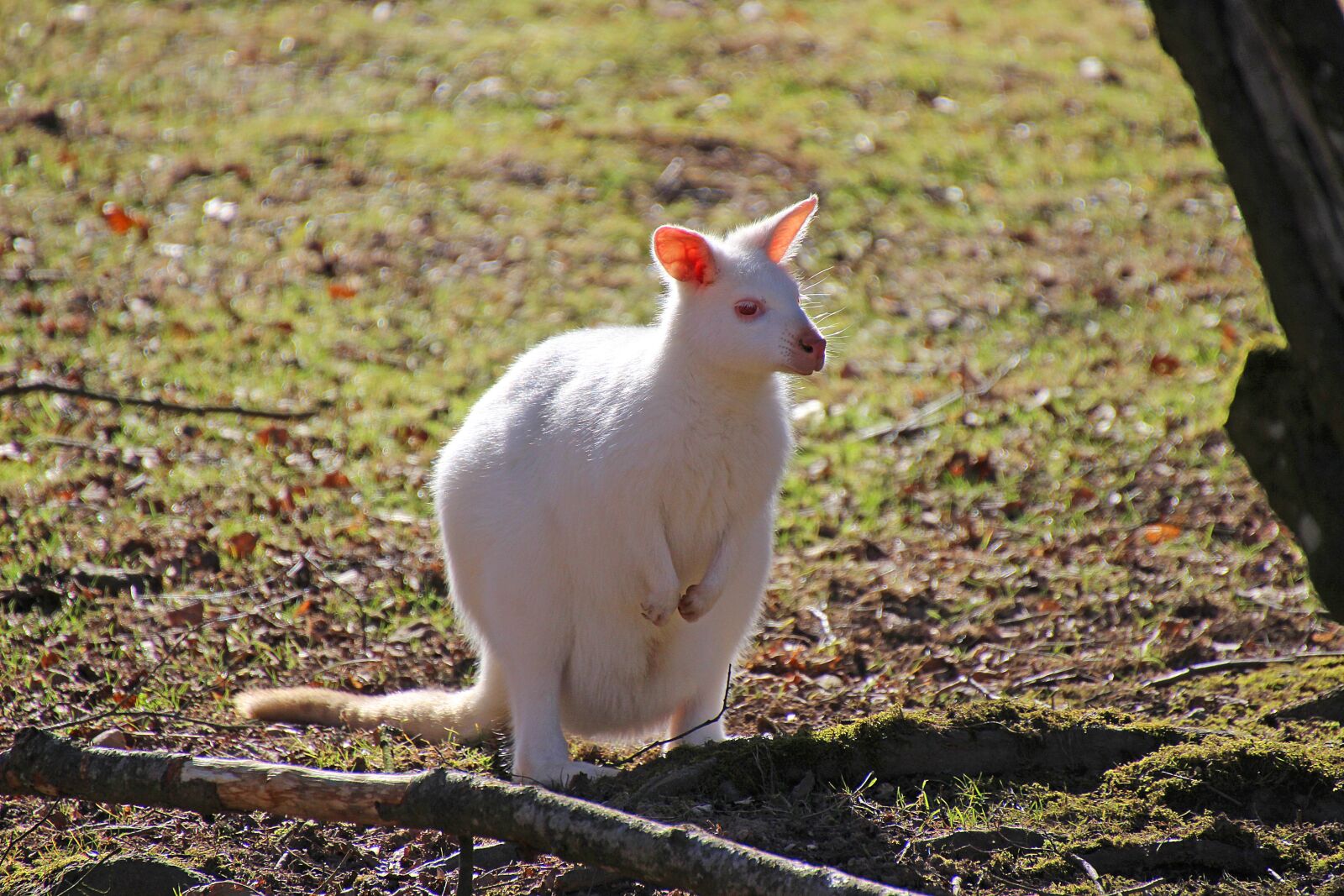 Canon EOS 700D (EOS Rebel T5i / EOS Kiss X7i) sample photo. Kangaroo, animal, albino photography