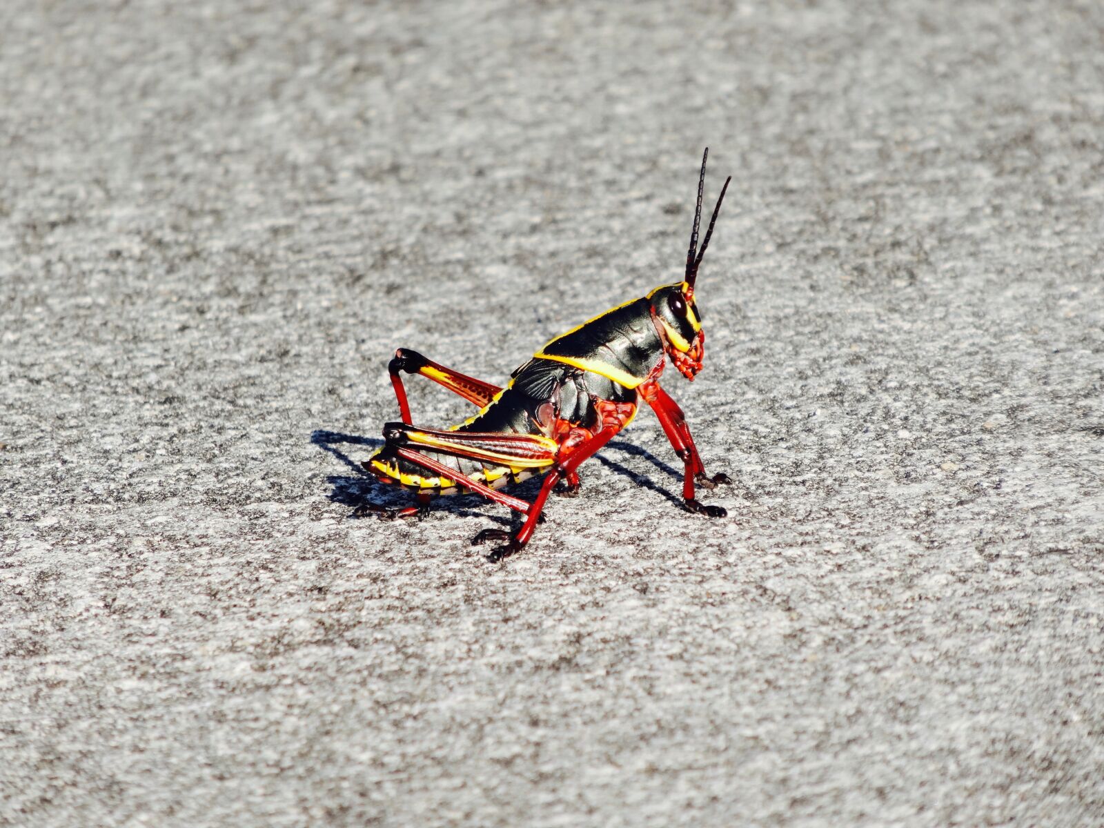 Sony Cyber-shot DSC-HX20V sample photo. Cricket, insect, grasshopper photography