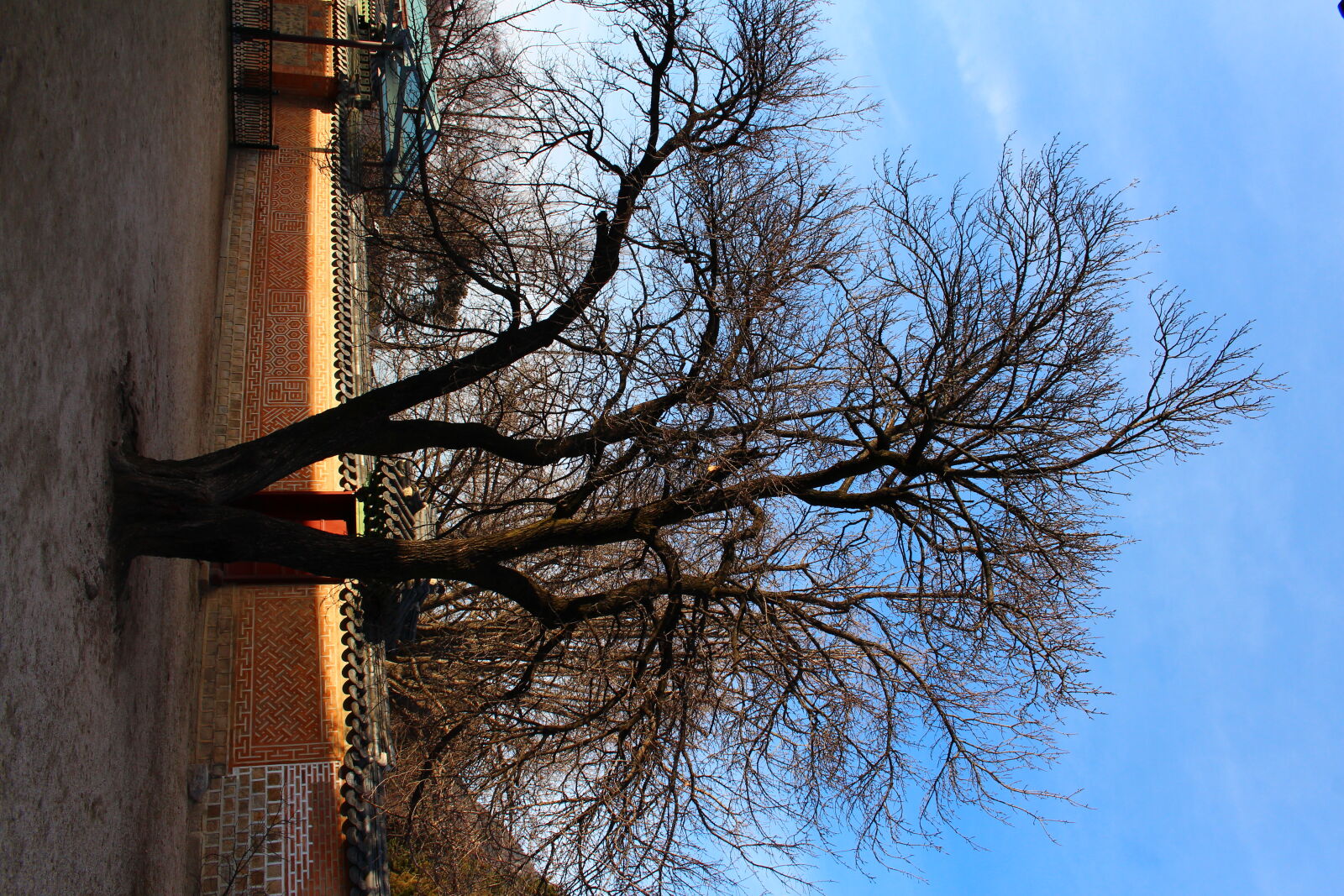 Canon EOS 700D (EOS Rebel T5i / EOS Kiss X7i) sample photo. Gyeongbokgung, korea, tree, winter photography