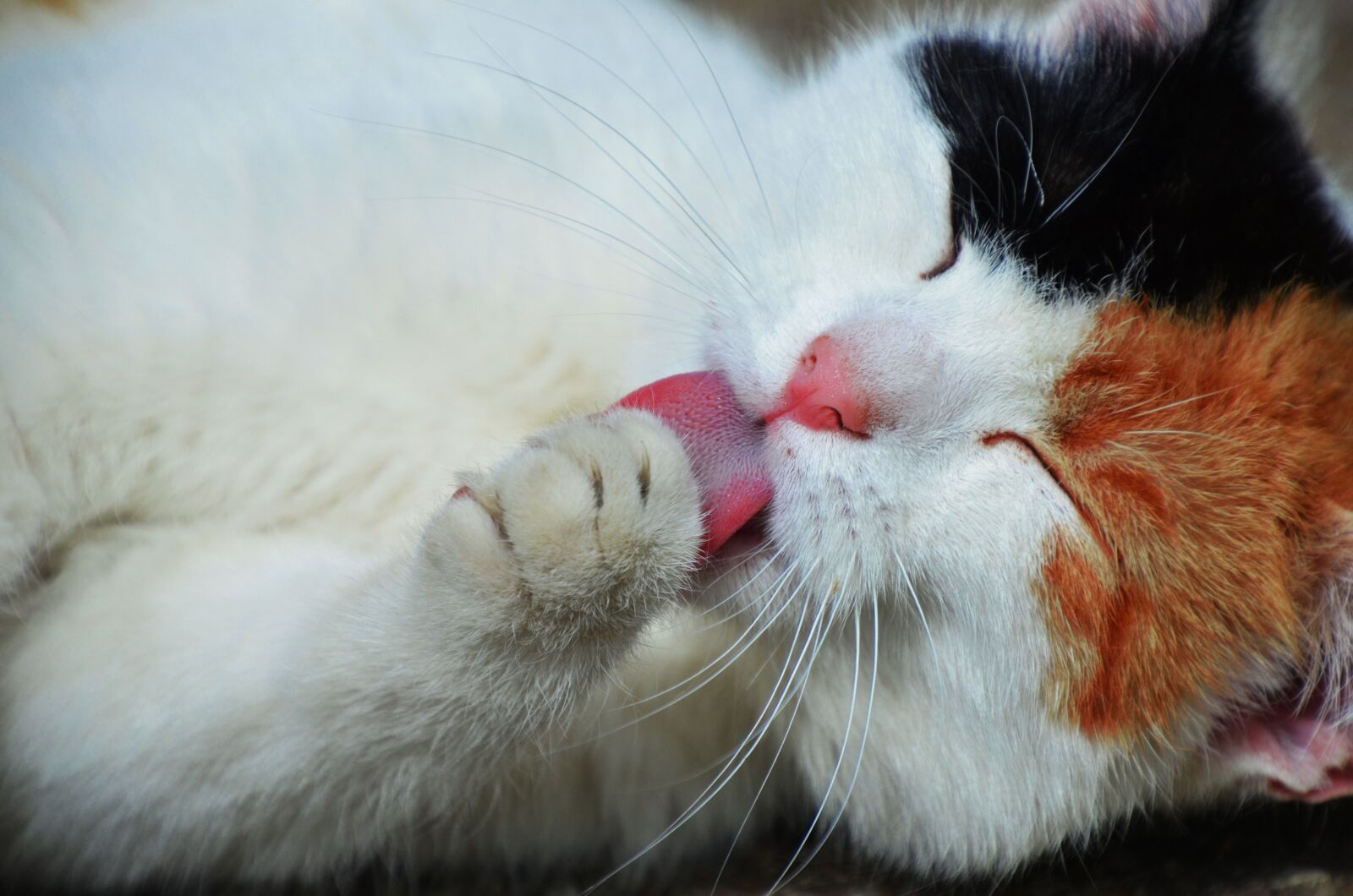 Nikon D7000 sample photo. Kitten, cat, using mineral photography
