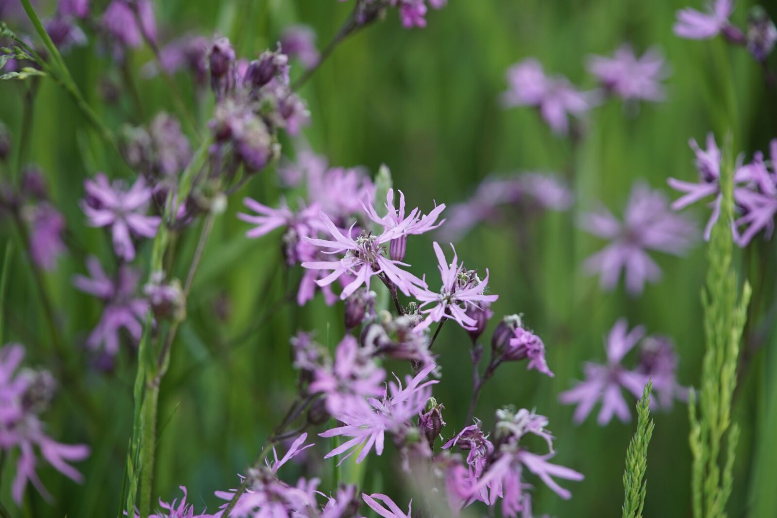 Sony a7R II + Sony E PZ 18-105mm F4 G OSS sample photo. Ragged-robin, lychnis, wildflower photography