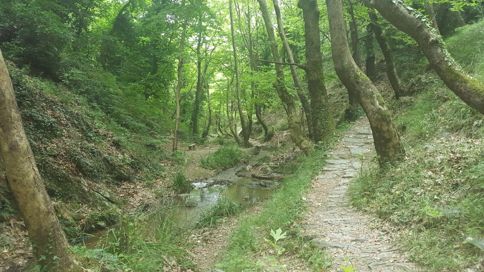 Samsung Galaxy S6 sample photo. Nature, forest, trees photography