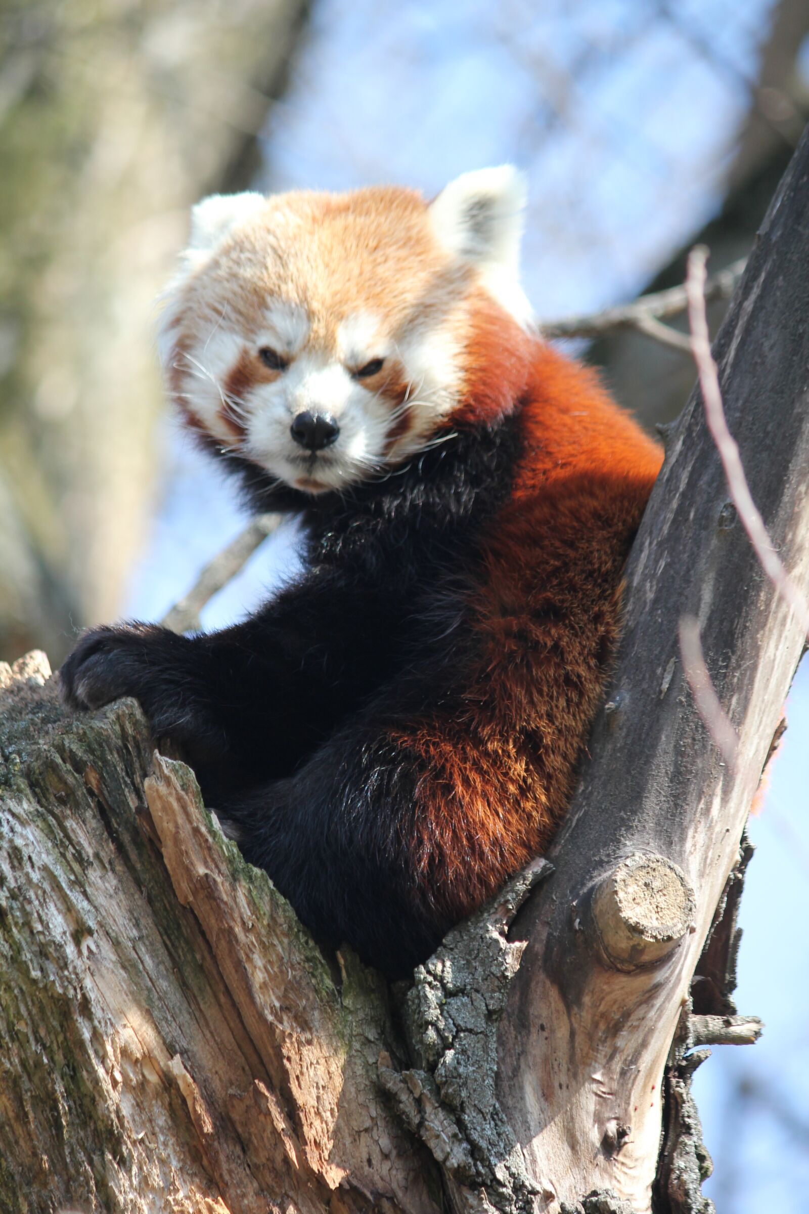 Canon EOS 550D (EOS Rebel T2i / EOS Kiss X4) sample photo. Red panda, tree, animal photography