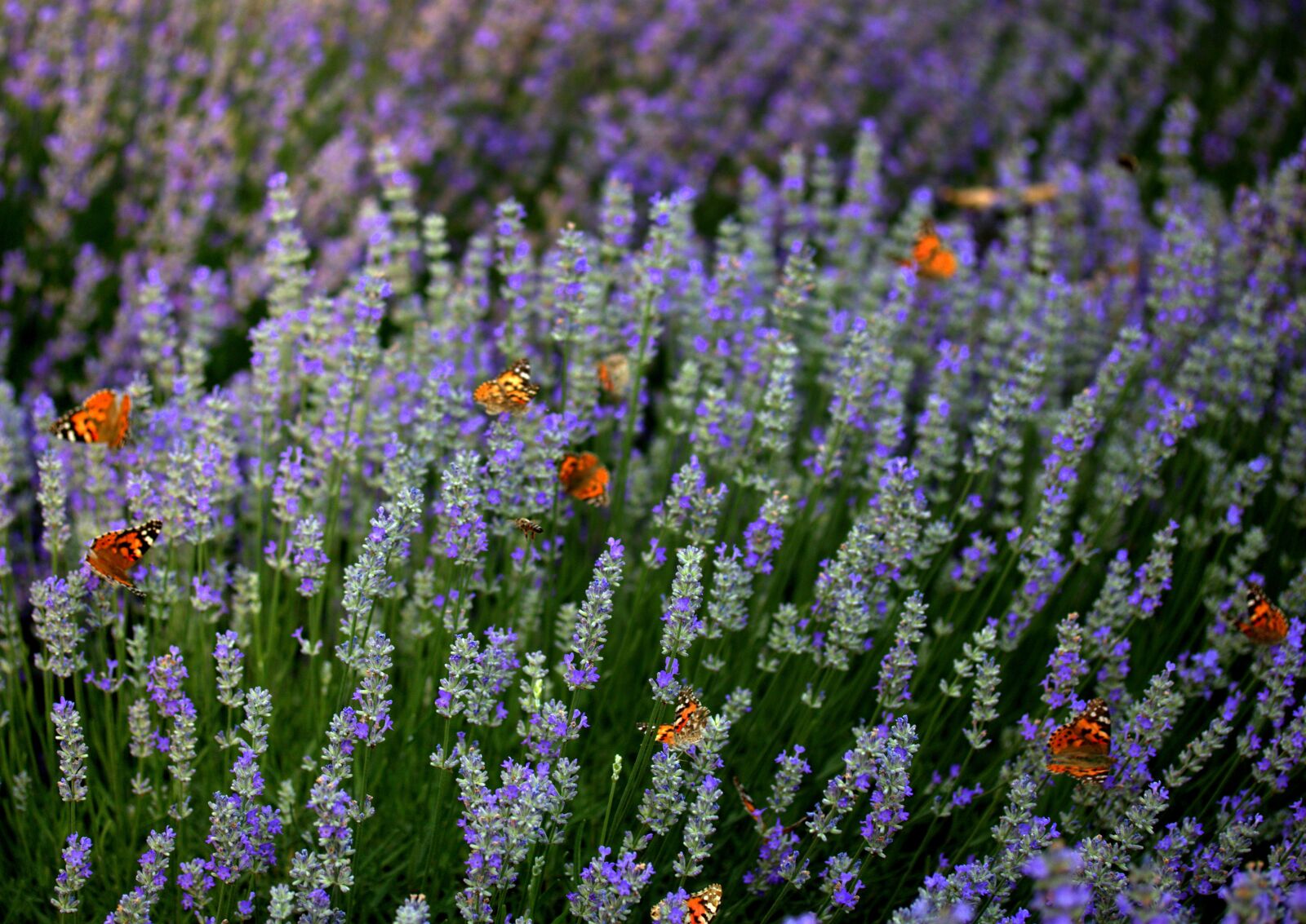 Canon EF-S 60mm F2.8 Macro USM sample photo. Lavender, butterflies, supplies photography