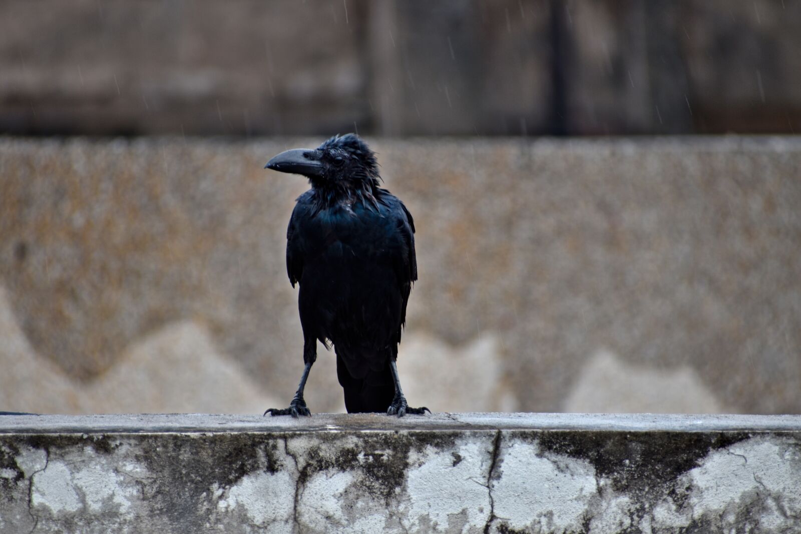 Nikon D5600 sample photo. Raven, bird, drenched photography
