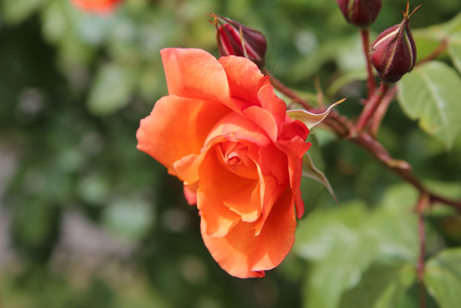 Canon EOS 600D (Rebel EOS T3i / EOS Kiss X5) sample photo. Pink, roses, rose bud photography