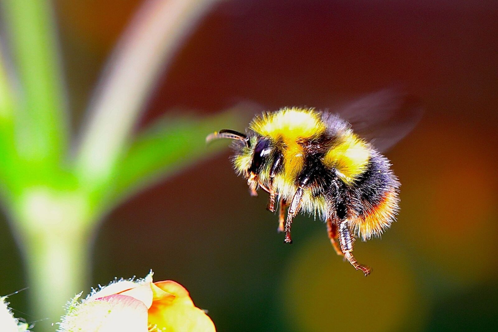 Canon EF 100mm F2.8L Macro IS USM sample photo. Bumble bee, insect, f photography