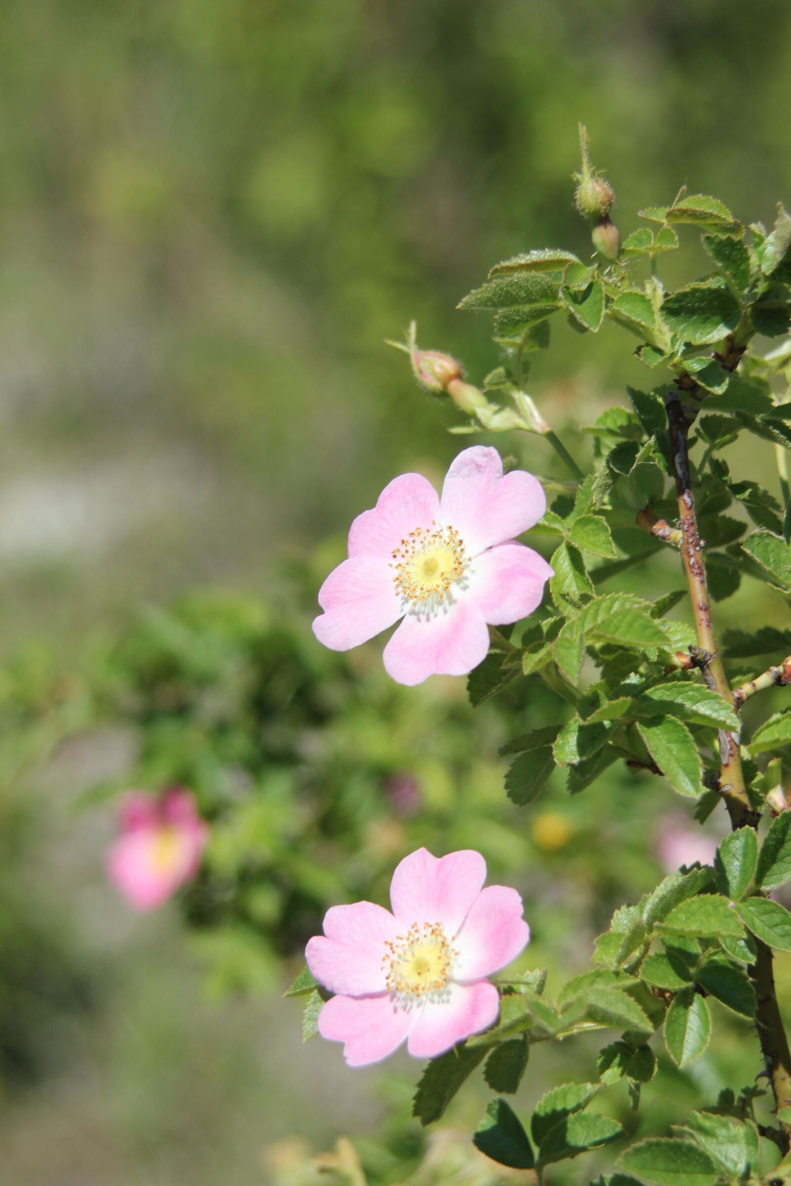 Canon EOS 550D (EOS Rebel T2i / EOS Kiss X4) sample photo. Flowers, spring, white photography