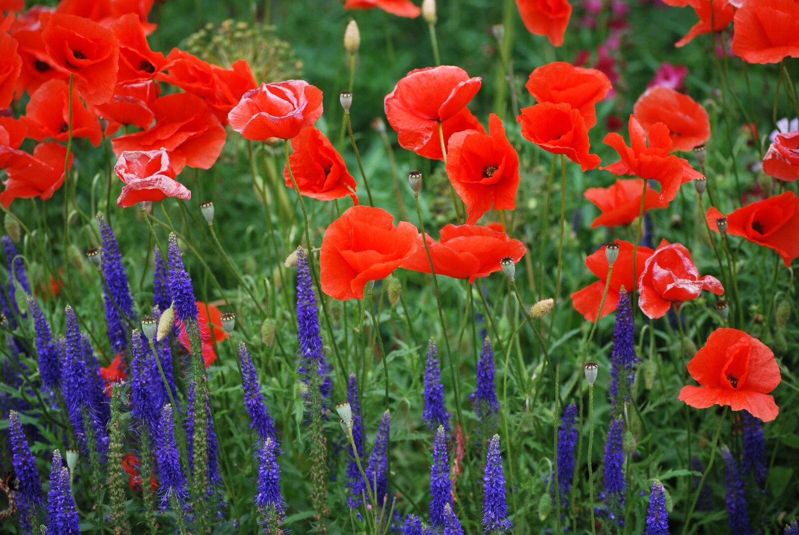 Nikon D60 sample photo. Poppy, summer, nature photography