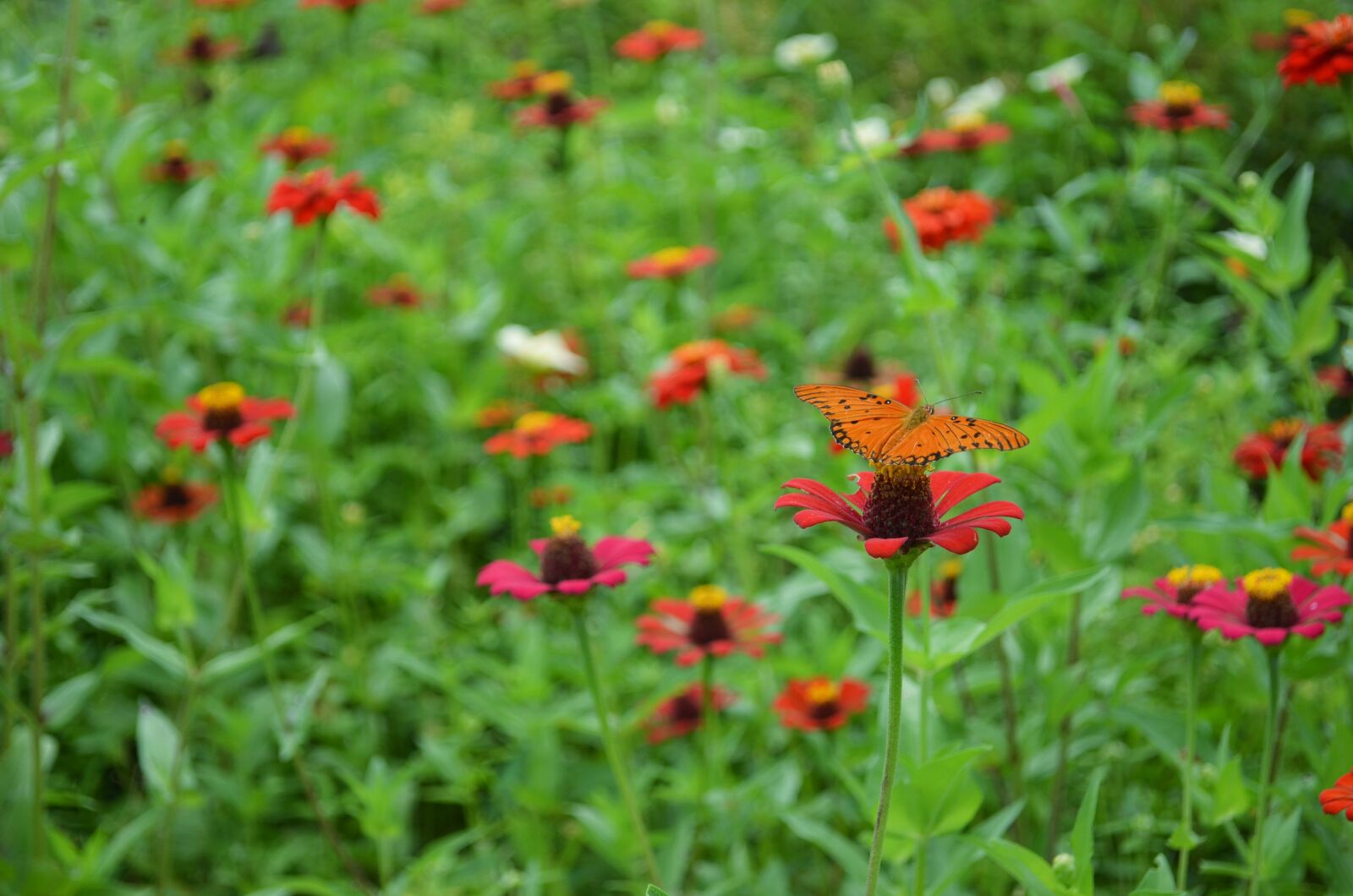 Nikon D5100 sample photo. Flowers, nature, garden photography