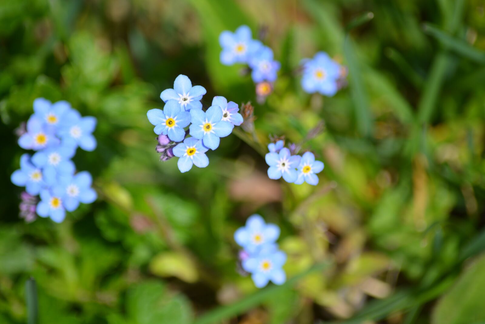 Nikon D7100 sample photo. Nature, plant, forget me photography