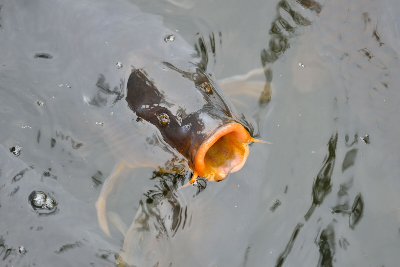 Nikon D610 sample photo. Fish, pond, water photography