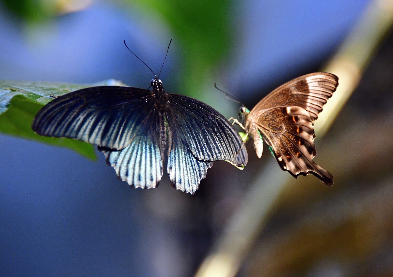 Nikon D850 sample photo. Butterflies, colourful, insect photography