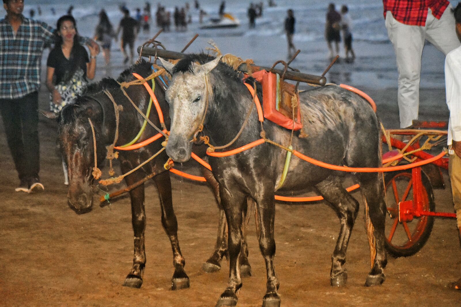 Nikon D3400 sample photo. Animal, water, sea photography