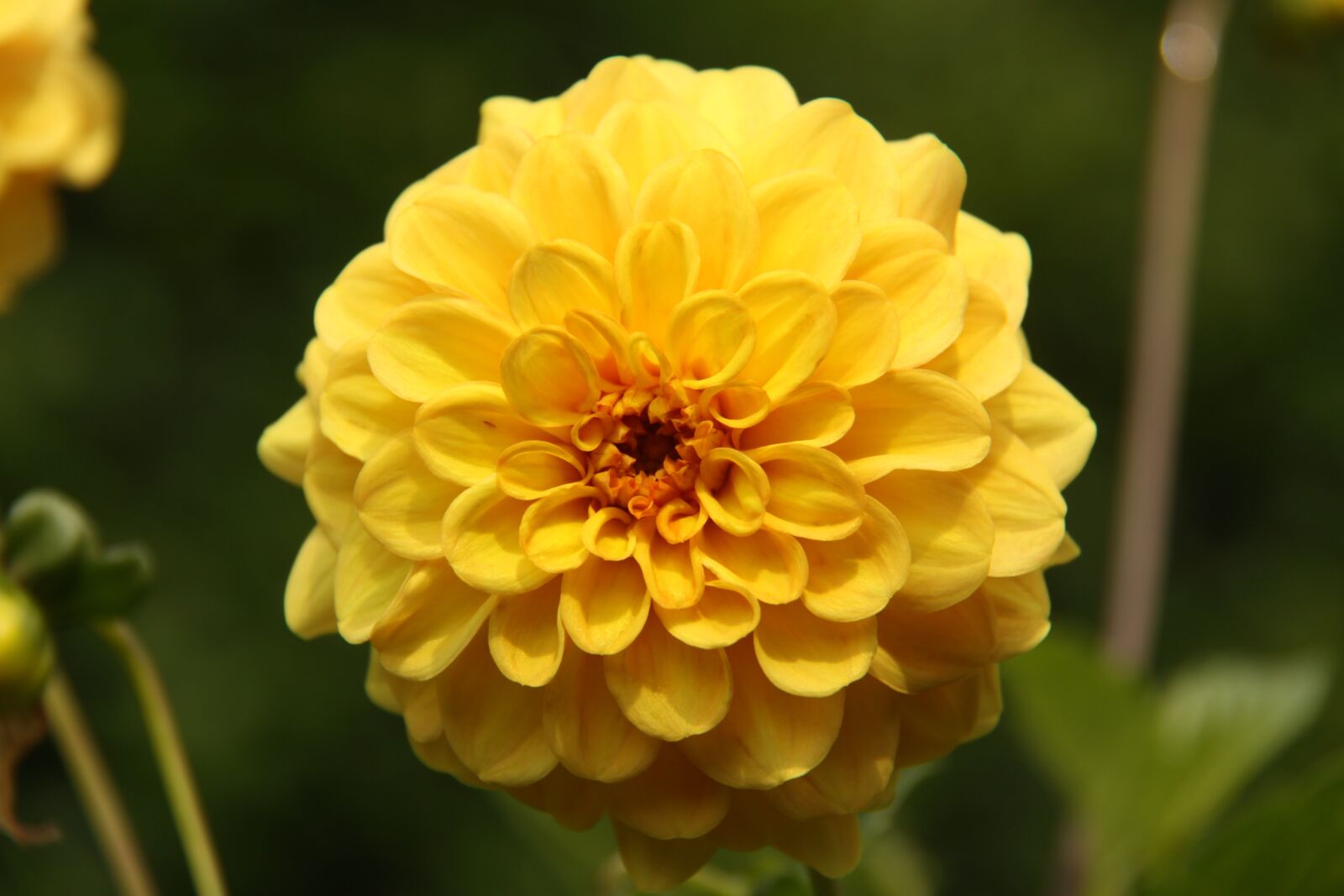 Canon EOS 50D sample photo. Dahlia, yellow, flower photography