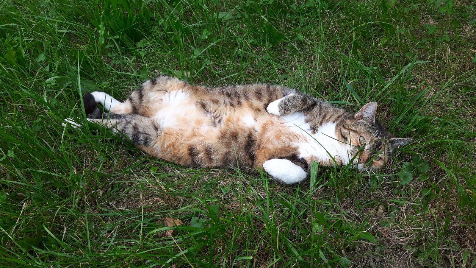 Samsung Galaxy S5 Neo sample photo. Cat, mietze, in the photography