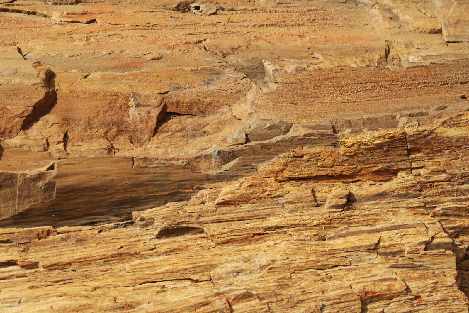 Canon EOS 7D Mark II sample photo. Background, branch, brown, fossil photography