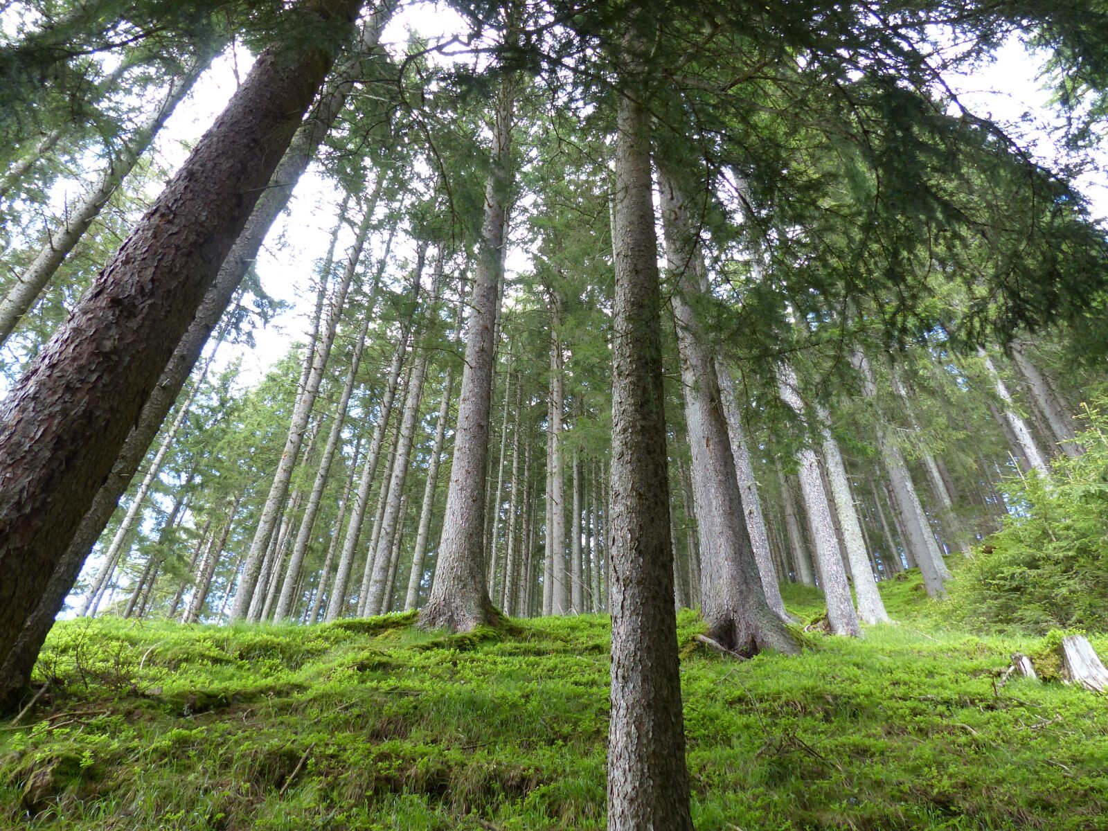Panasonic Lumix DMC-FZ200 sample photo. Forest, trees, nature photography