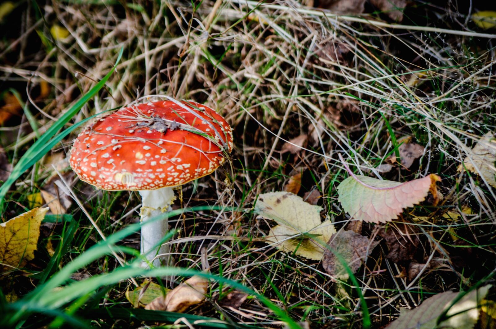 Nikon D5100 sample photo. Mushroom, leaf, grass, plant photography