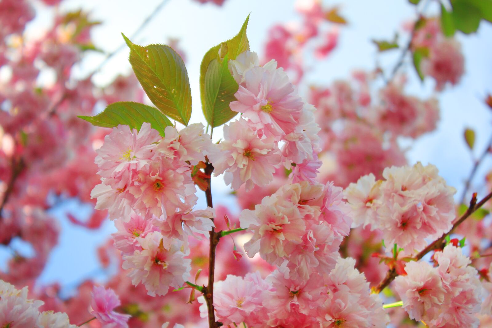 Canon EOS 550D (EOS Rebel T2i / EOS Kiss X4) sample photo. Blossom, branch, tree photography