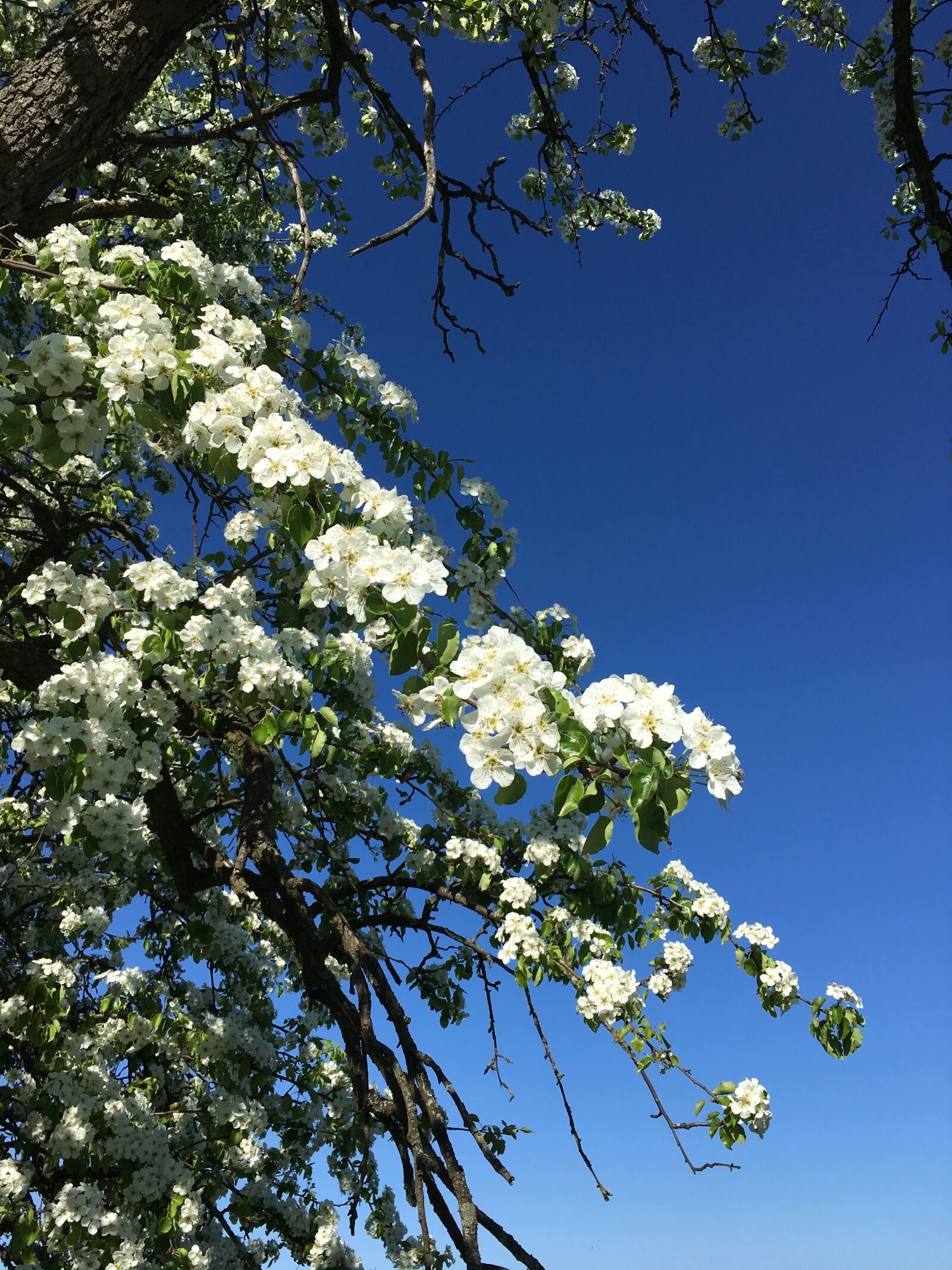 Apple iPhone 6s Plus sample photo. Blue sky, sommer, white photography