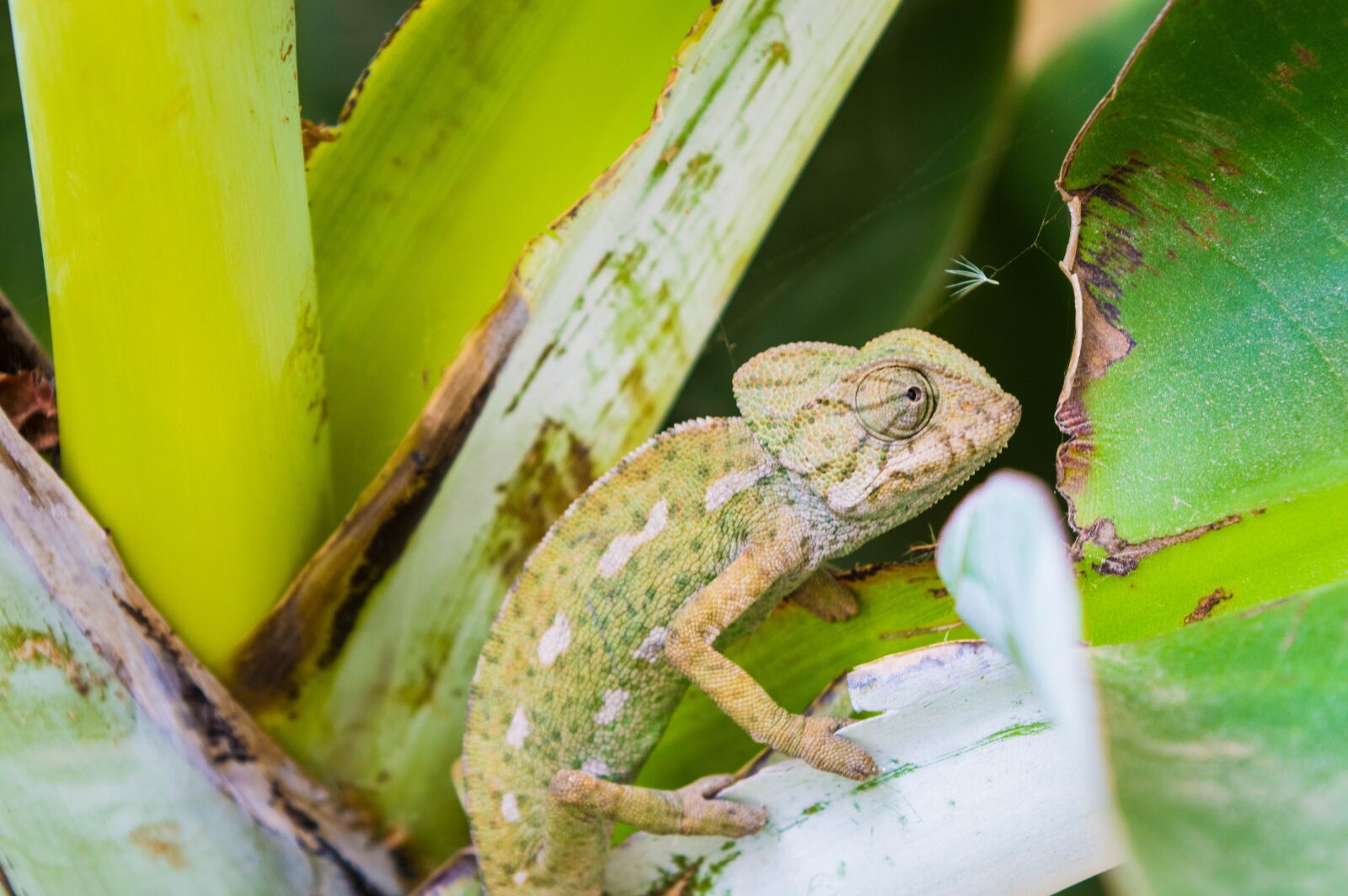 Nikon D3200 sample photo. Lizard, animal, reptile photography