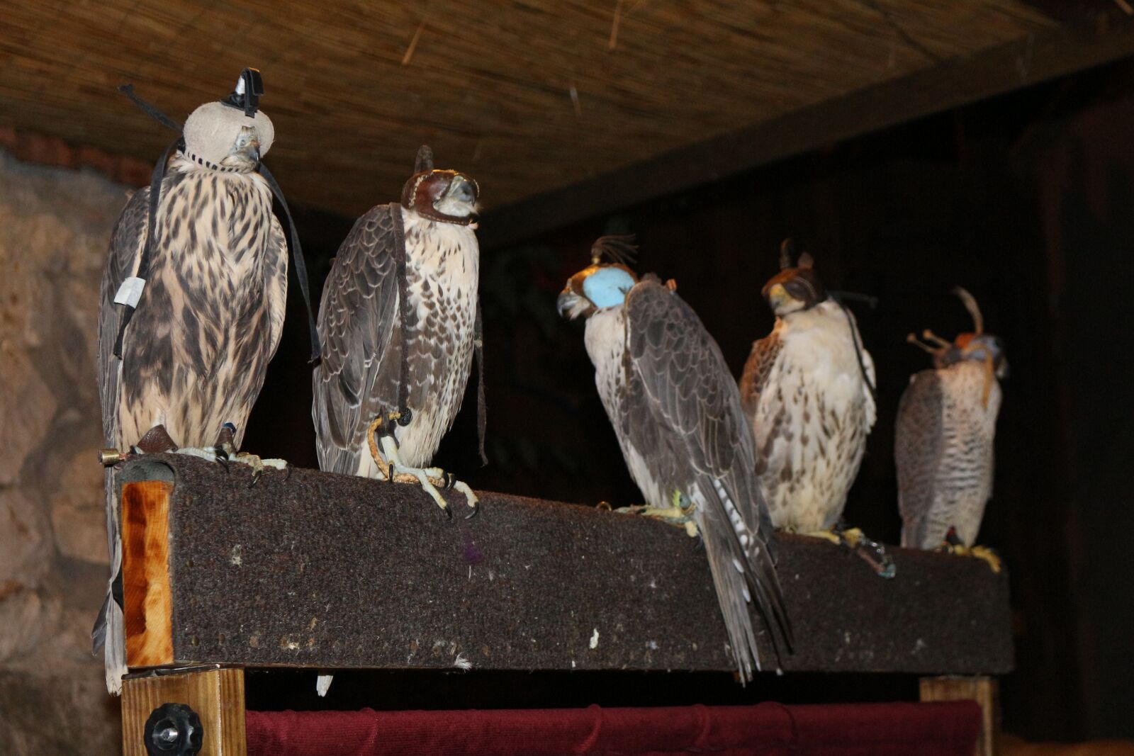 Canon EOS 700D (EOS Rebel T5i / EOS Kiss X7i) + Canon EF-S 18-55mm F3.5-5.6 IS STM sample photo. Hawks, raptors, hood photography
