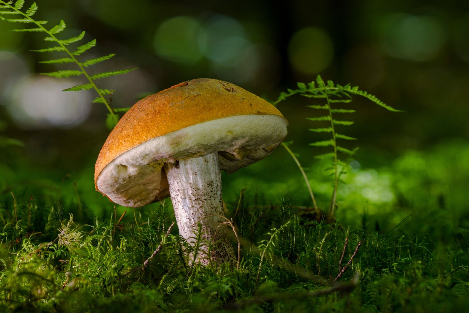 Canon EOS 7D sample photo. Birch mushroom, mushroom, forest photography