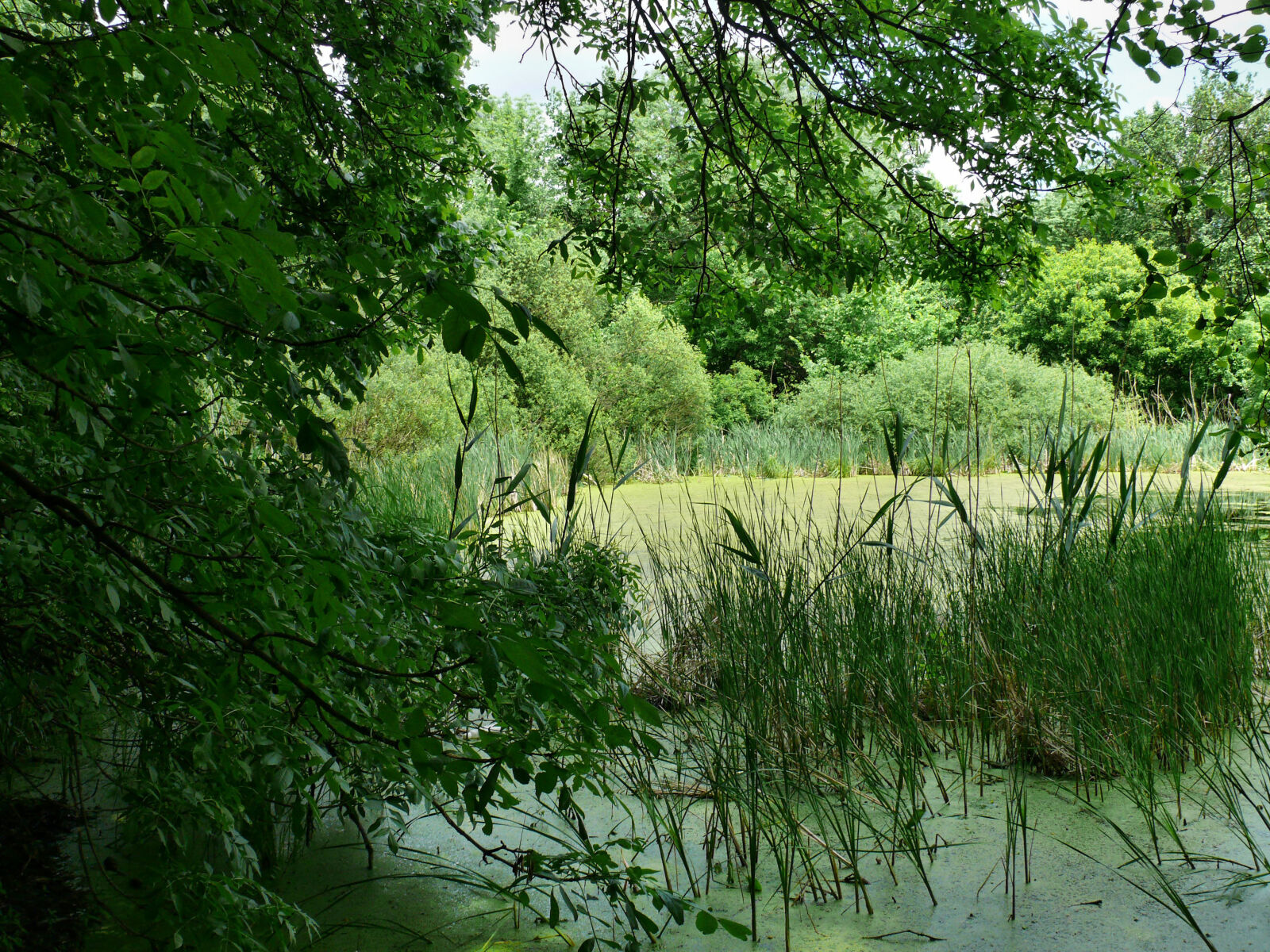 Panasonic DMC-FZ50 sample photo. Lake photography