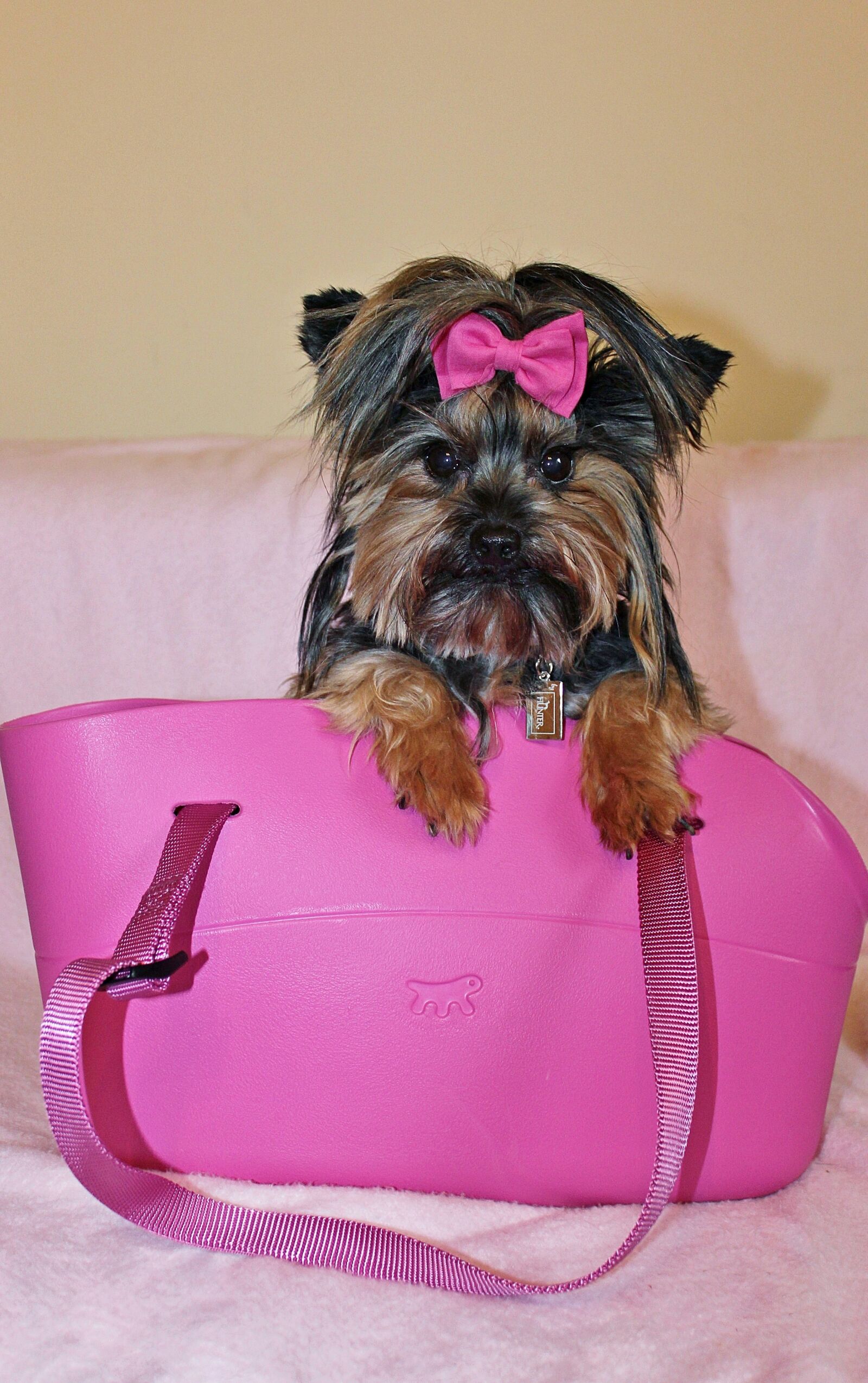 Canon EOS 600D (Rebel EOS T3i / EOS Kiss X5) sample photo. Yorkshire terrier, dog, beauty photography