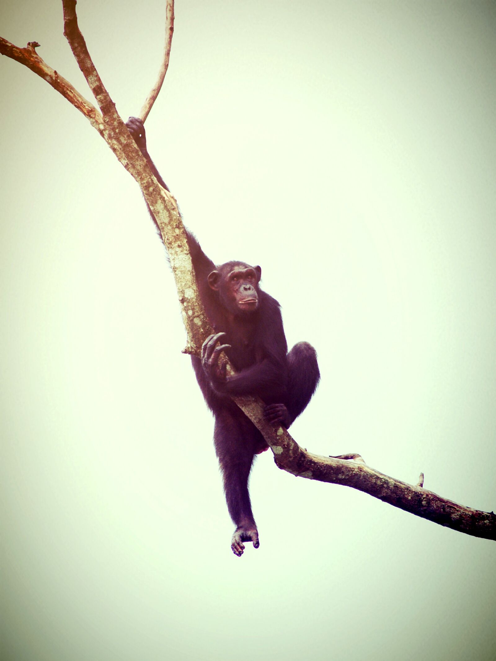 Olympus E-300 (EVOLT E-300) sample photo. Animal, monkey, chimp photography