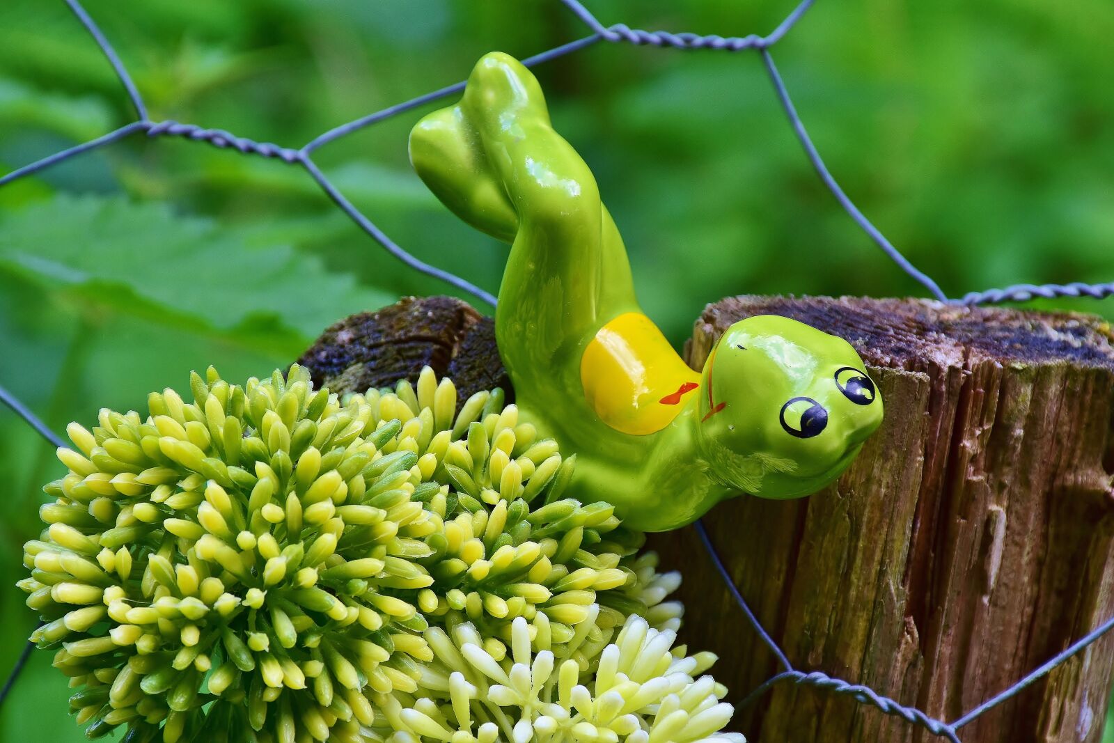 Nikon D7200 sample photo. Frog, pose, heart photography