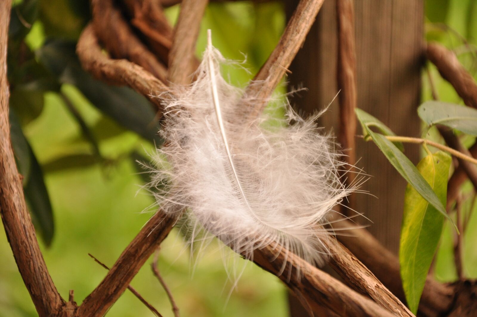 Nikon D90 sample photo. Pen, white feather, peacock photography