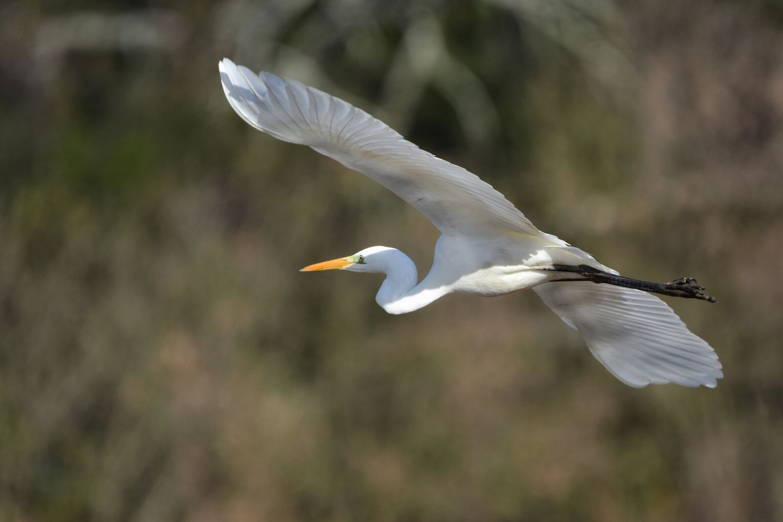 Nikon D7200 sample photo. Animal, bird, wild birds photography