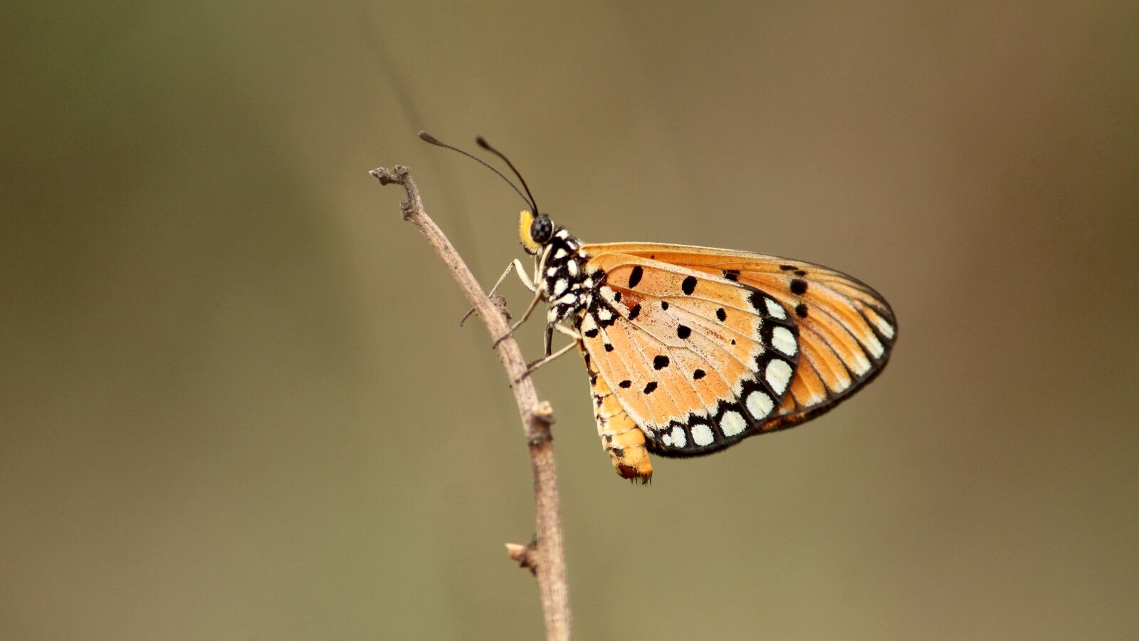 Canon EOS 1300D (EOS Rebel T6 / EOS Kiss X80) sample photo. Tawny, coster, butterfly photography