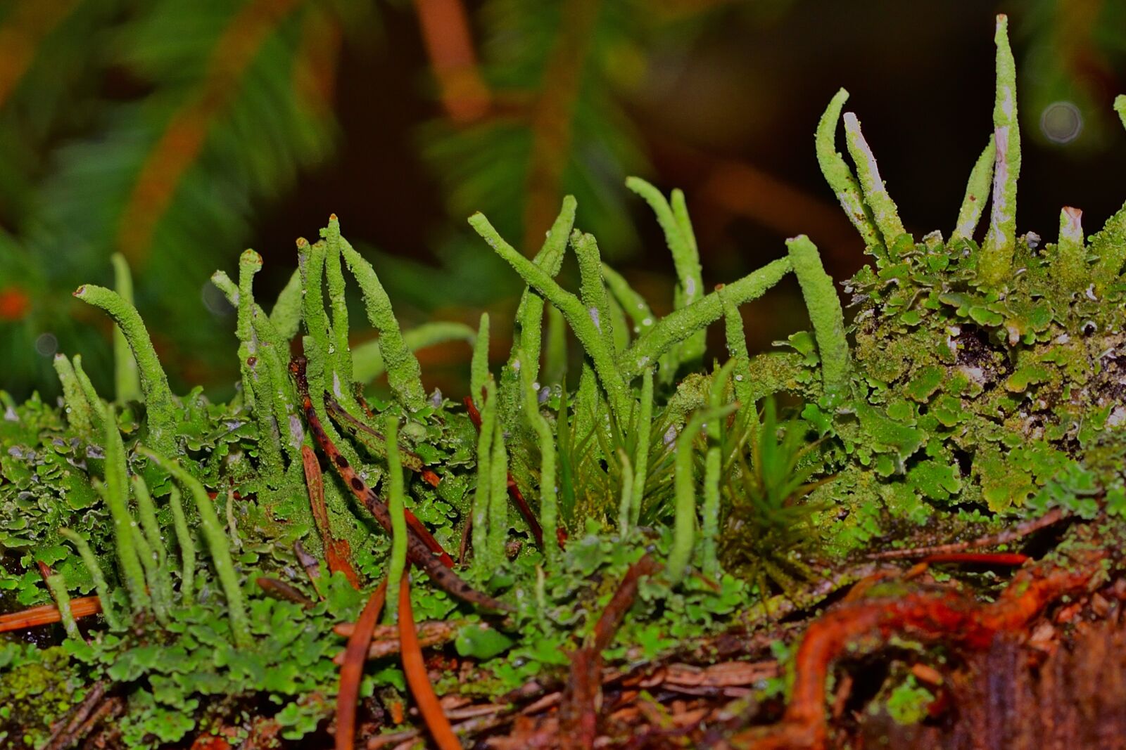Nikon D5200 sample photo. Weave, fruiting bodies, tree photography