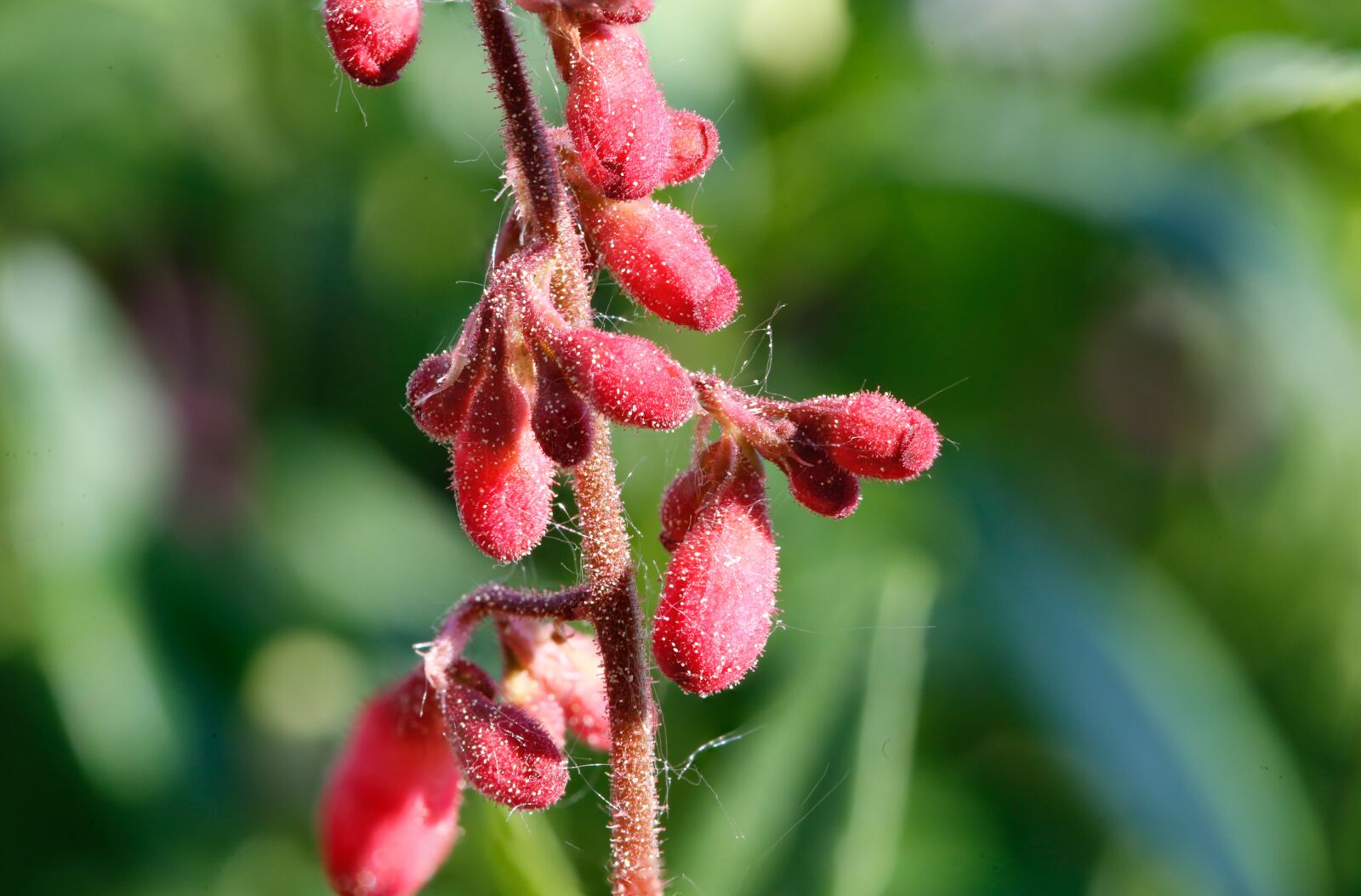Canon EF 100mm F2.8L Macro IS USM sample photo. Pollen, spores, blossom photography