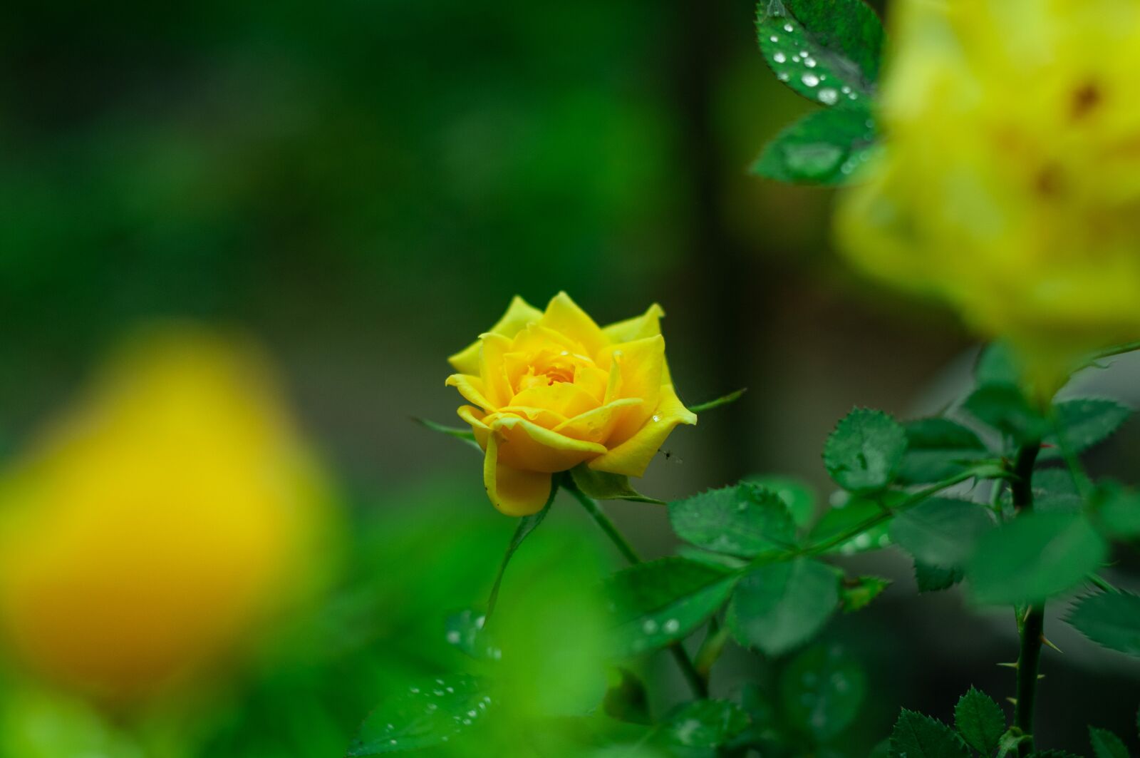 Nikon D300 sample photo. Yellow rose, flowers, spring photography