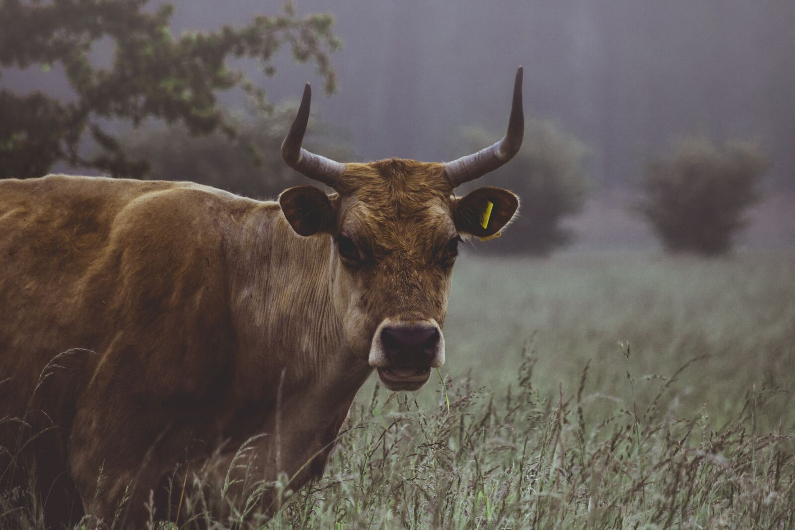 Pentax K-S2 sample photo. Agriculture, animal, cattle photography
