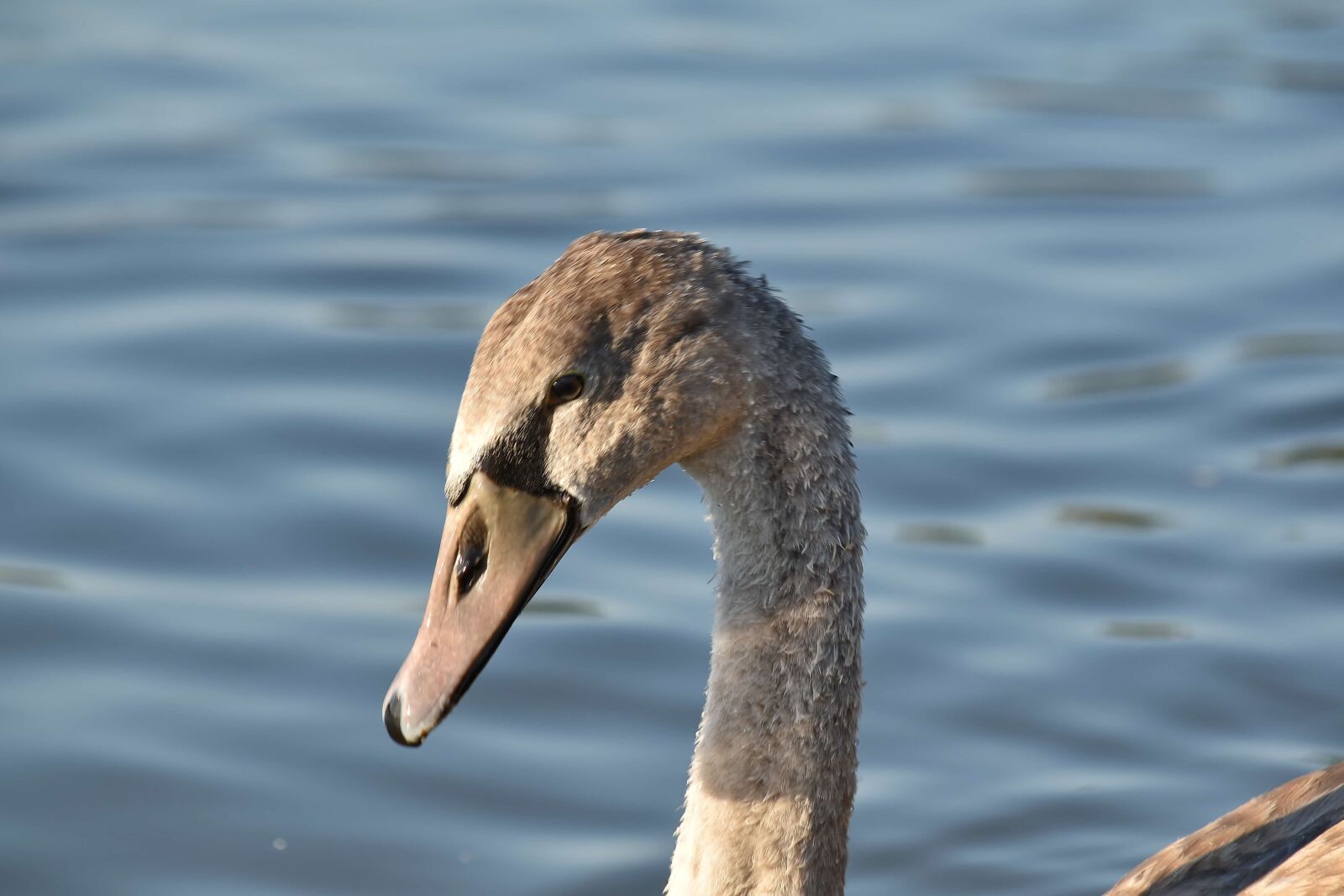 Nikon D5500 sample photo. Swan, youngster, swimming, wildlife photography