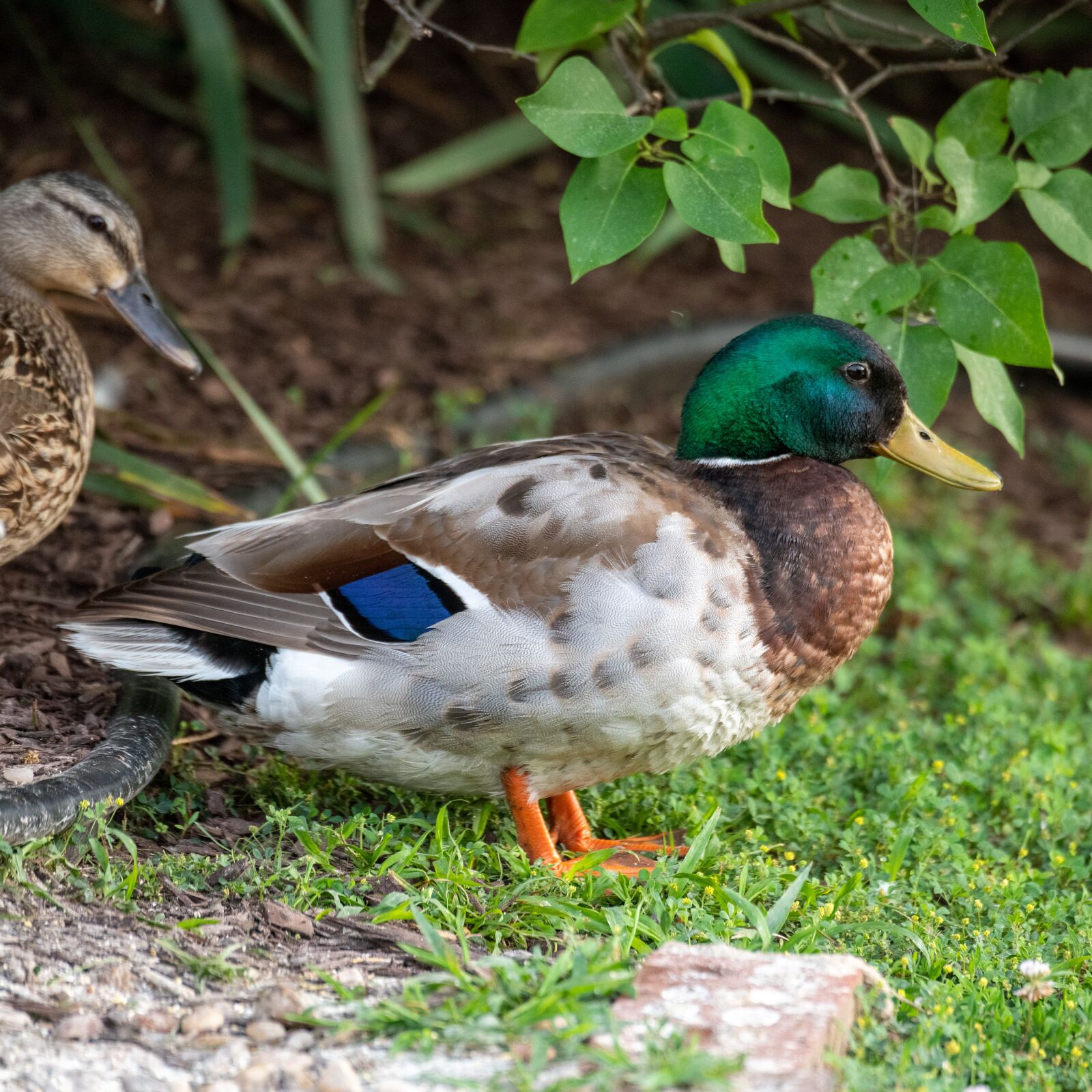 Nikon D850 sample photo. Duck, mallard duck, mallard photography