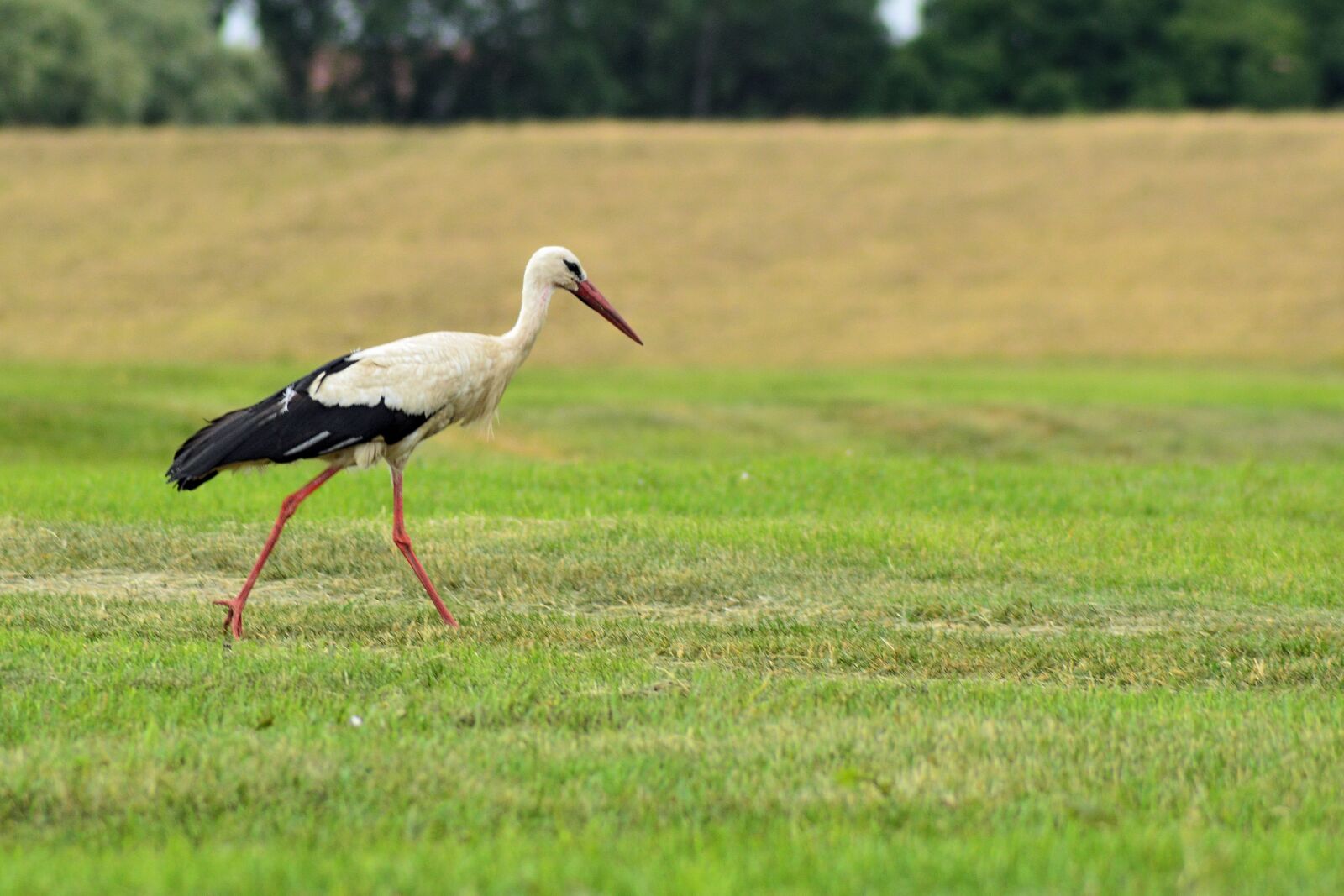 Nikon D3200 sample photo. Stork, bird, foraging photography