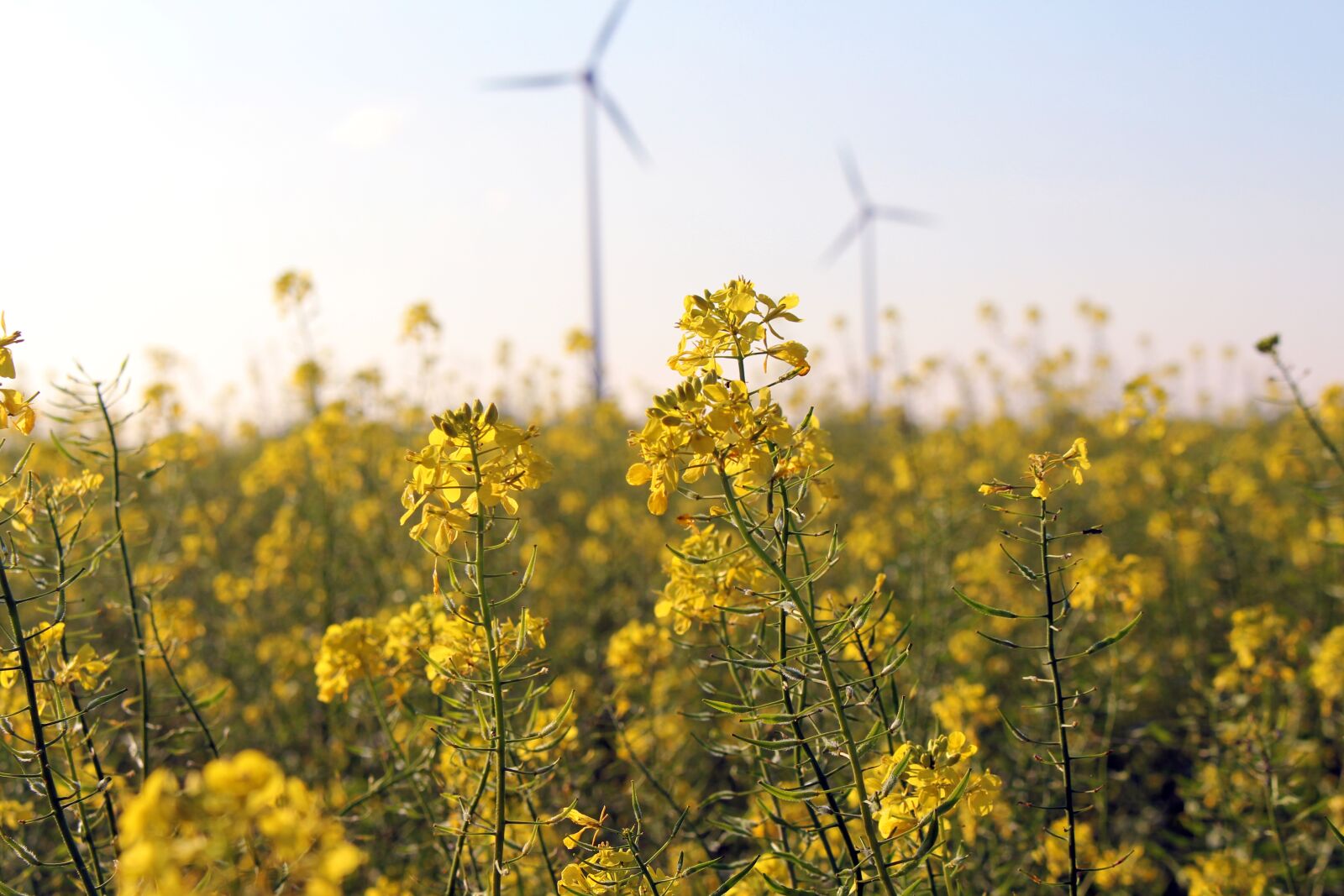 Canon EOS 700D (EOS Rebel T5i / EOS Kiss X7i) sample photo. Field of rapeseeds, rapeseed photography