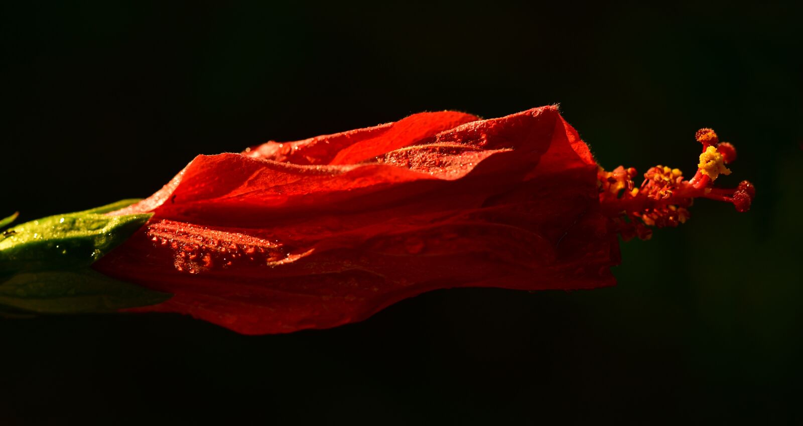 Nikon D750 sample photo. Hibiscus, blossom, bloom photography