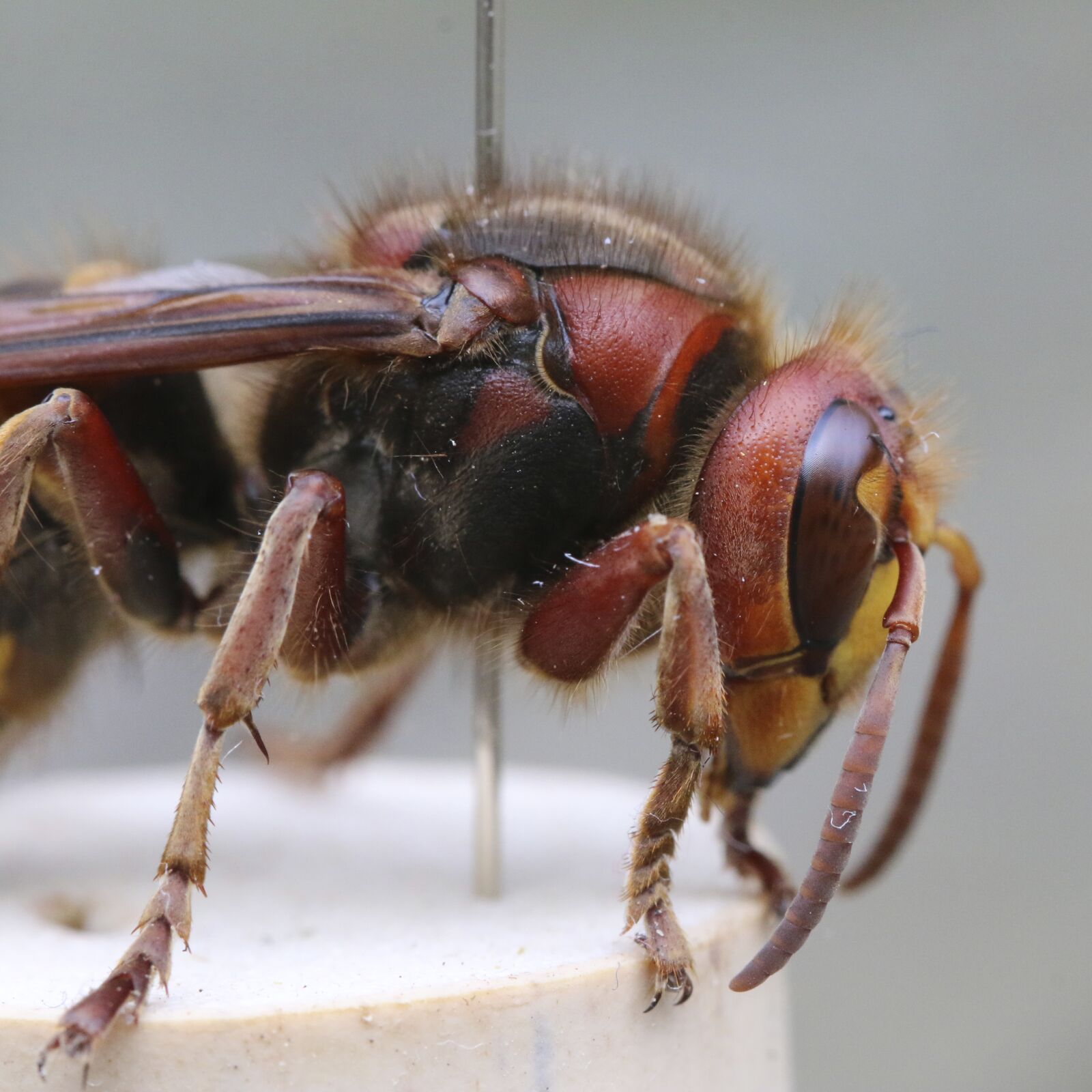 Canon EOS 70D sample photo. Hornet, hornet european, macro photography